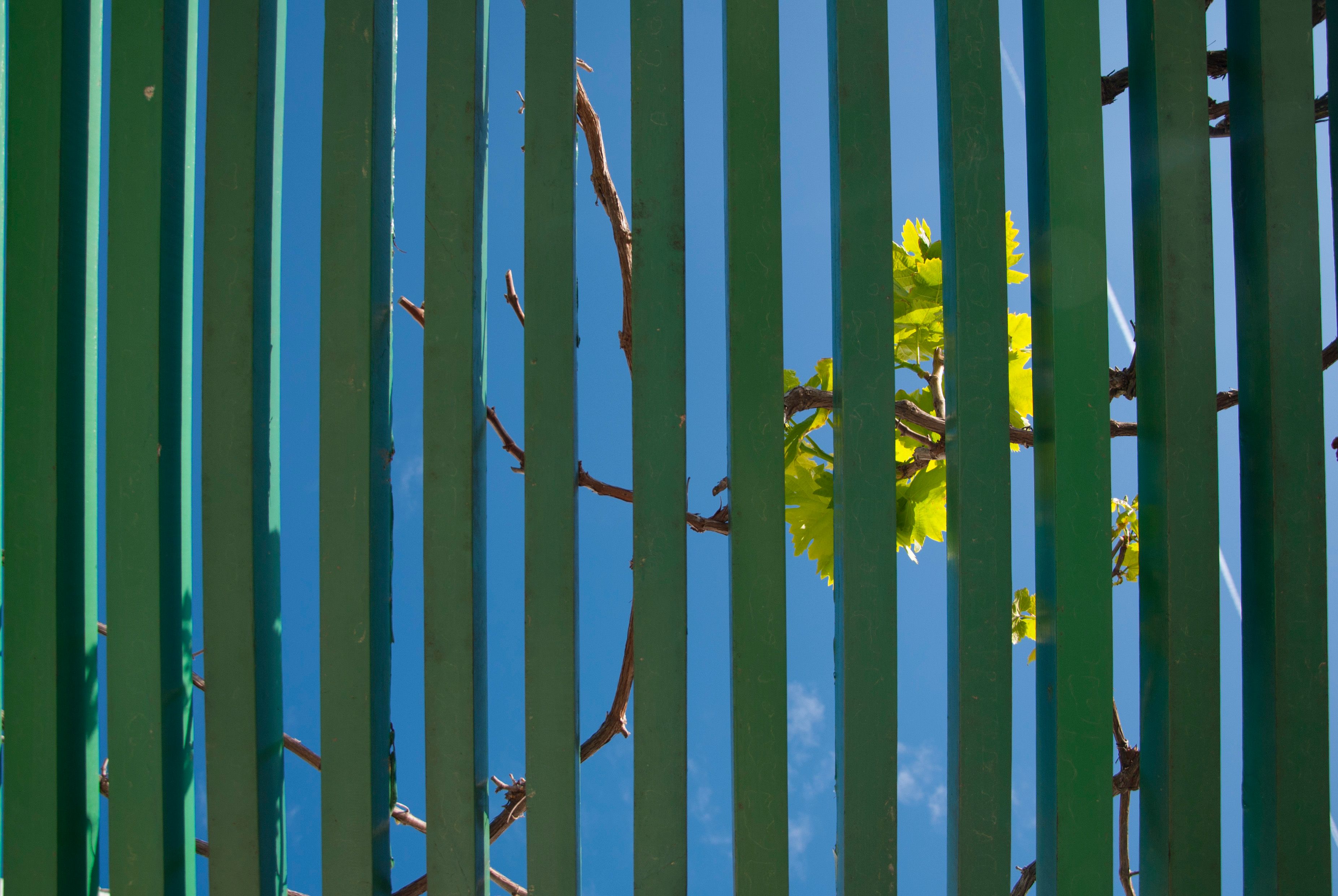 colorbond fence