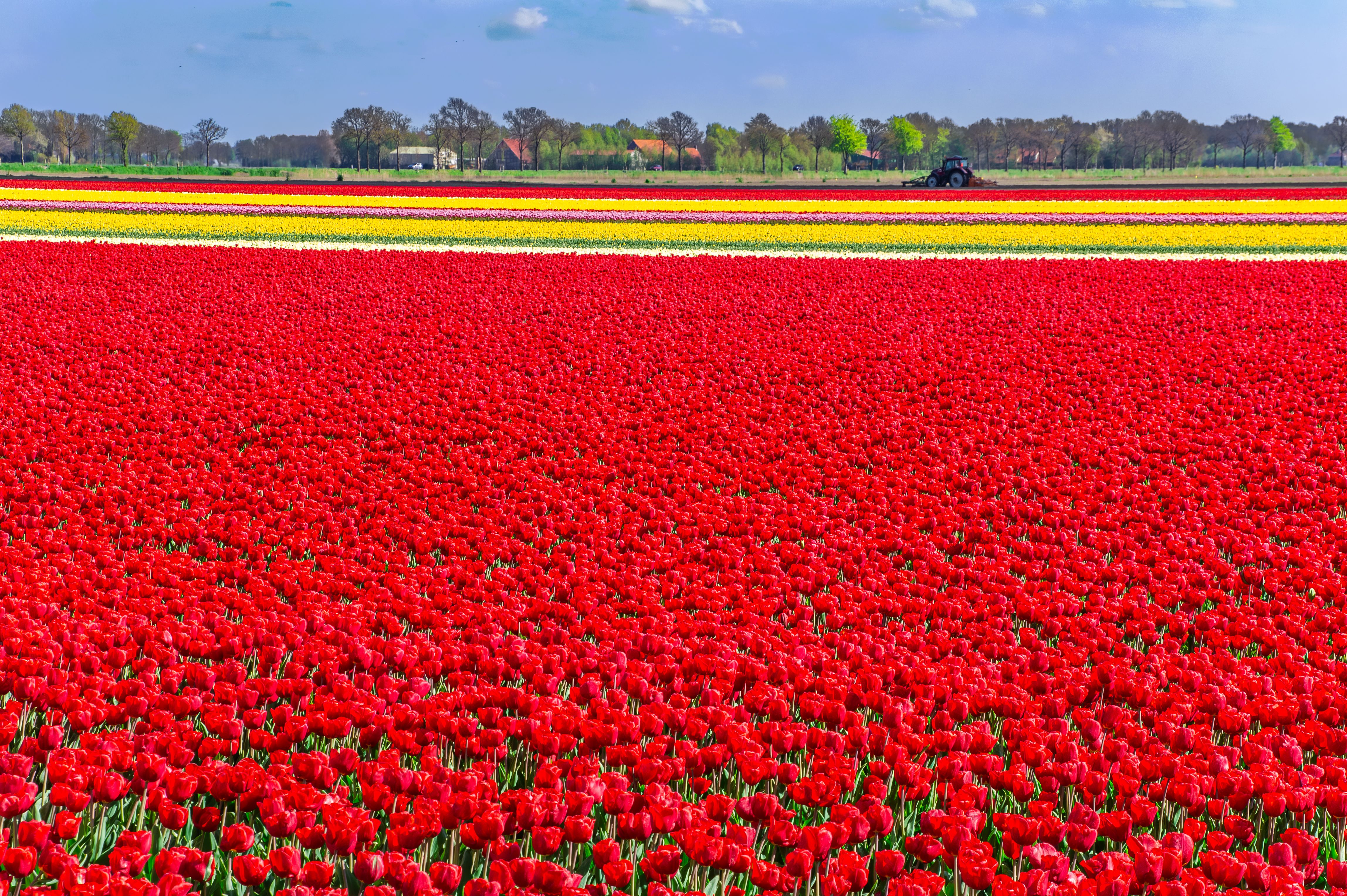 dutch tulips