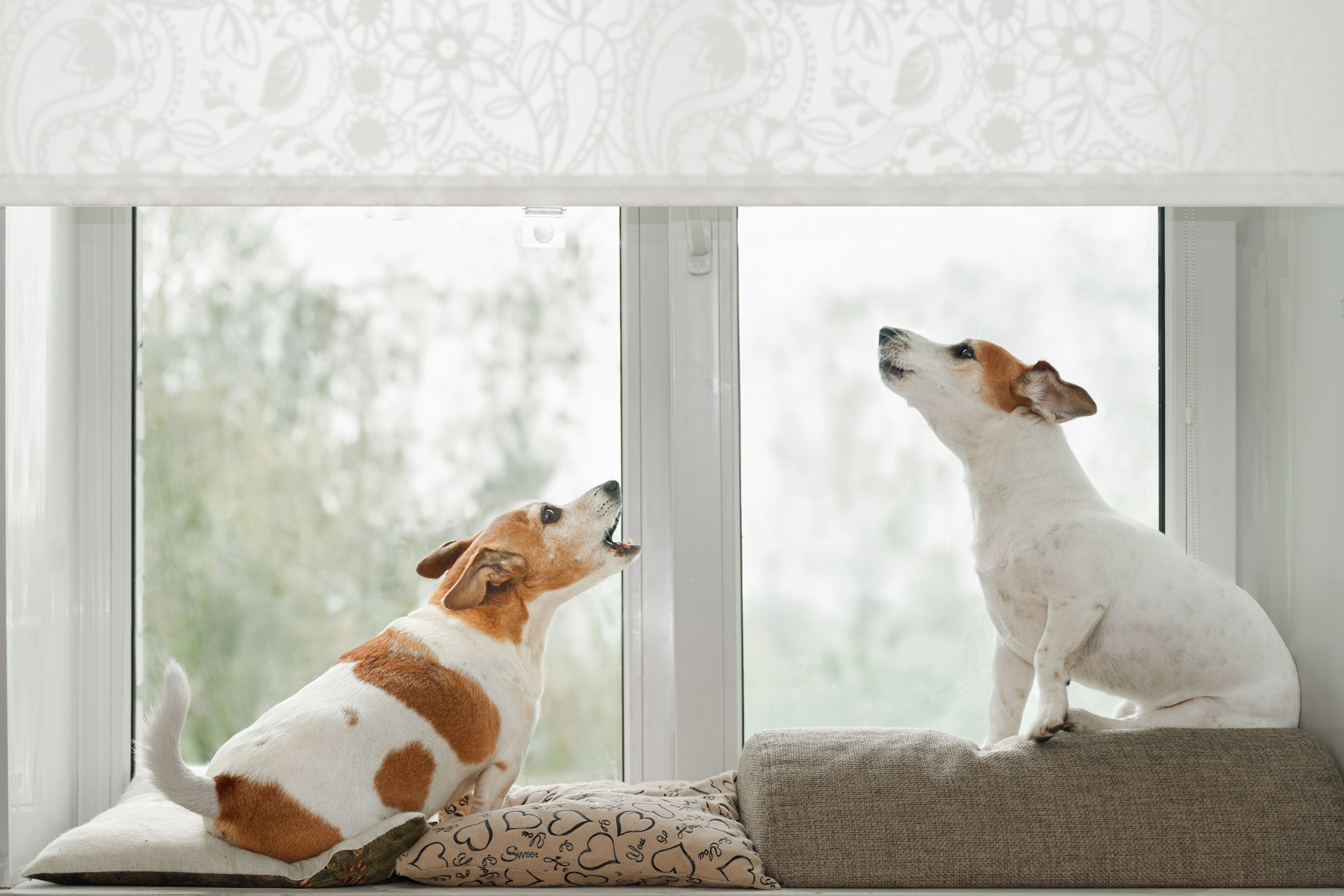 Two dogs in an window, howling, guarding and barking at what they see outside. Two dogs in an window, howling, guarding and barking at what they see outside.