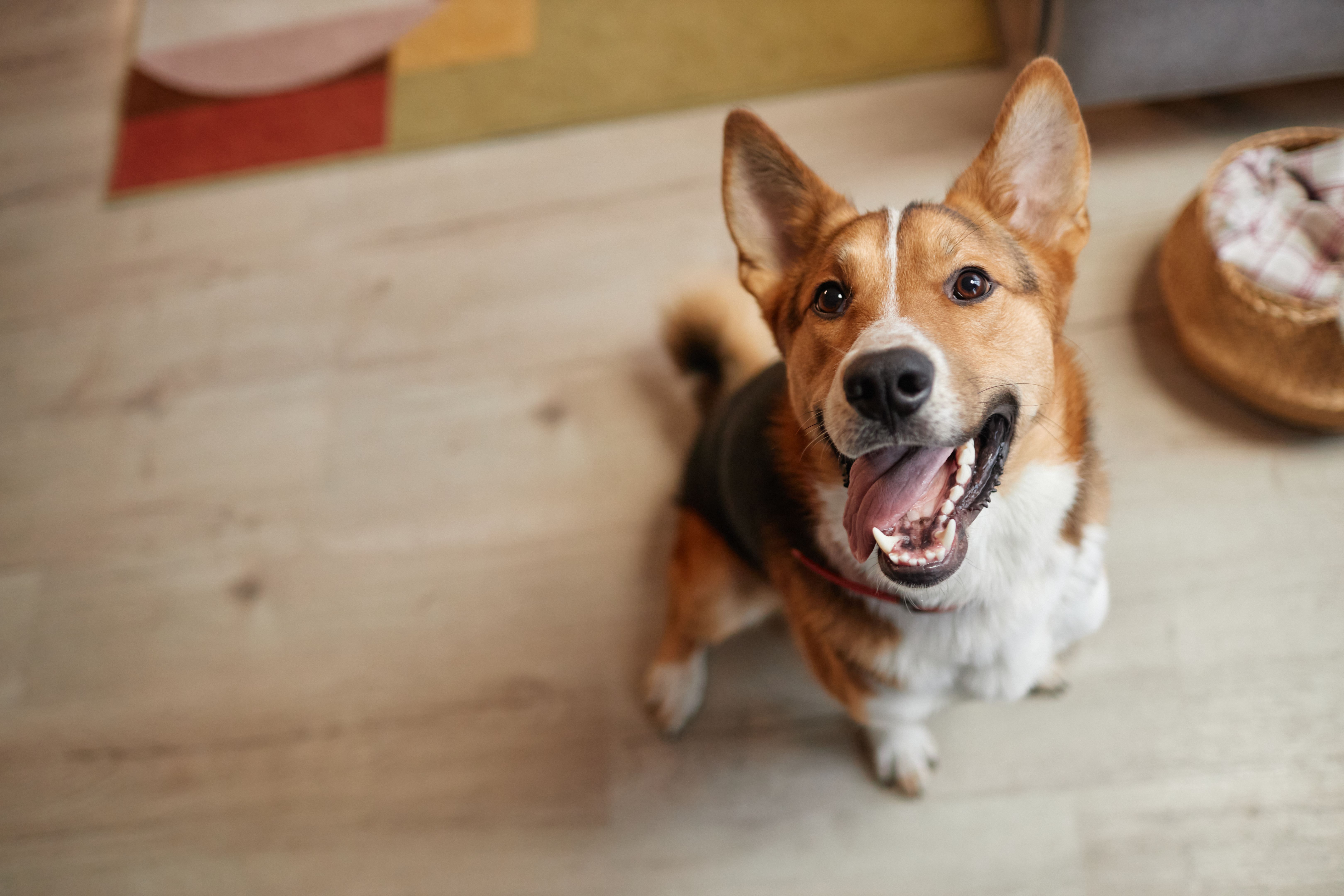 happy dog