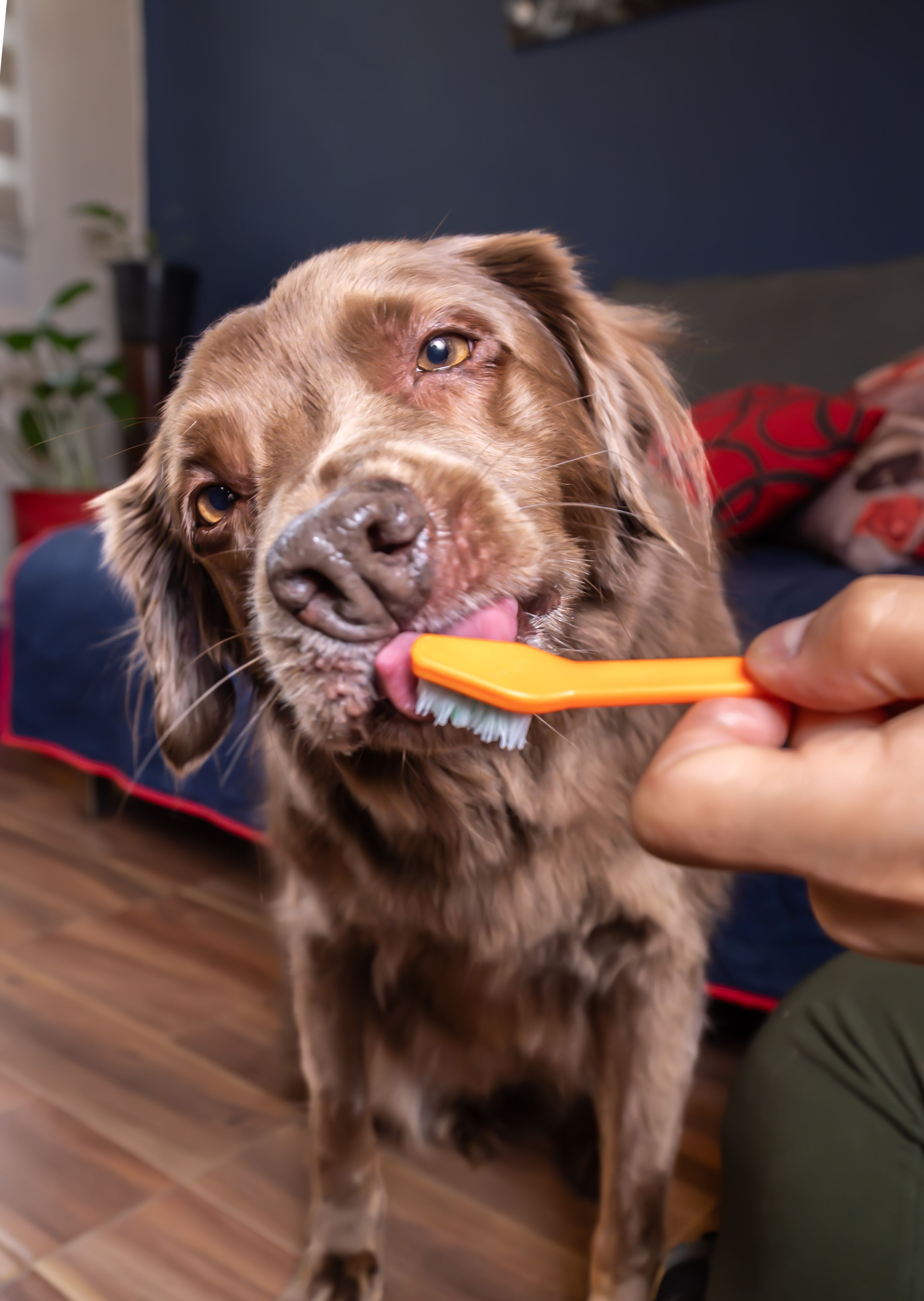 pet teeth cleaning