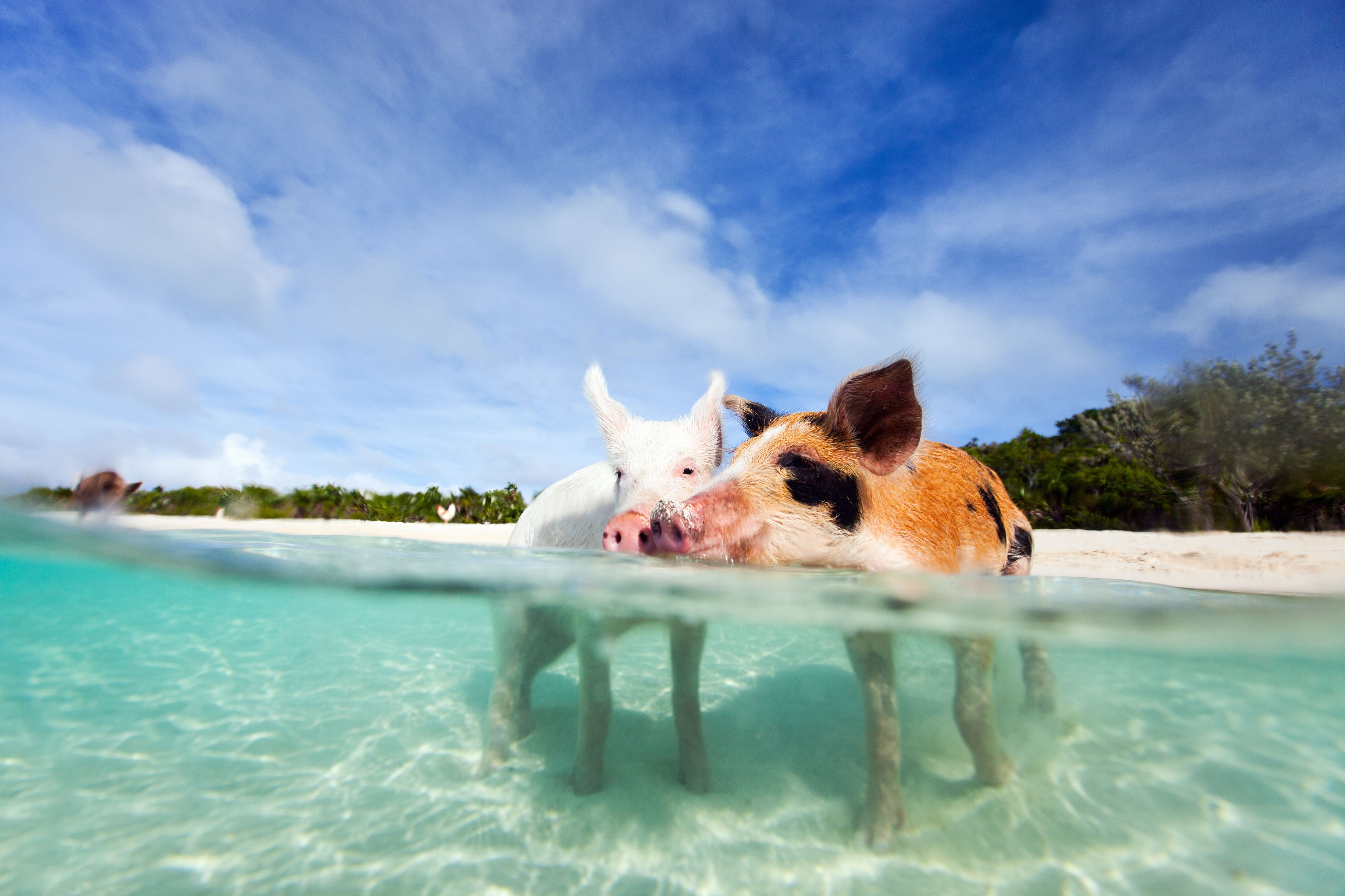 caribbean pigs