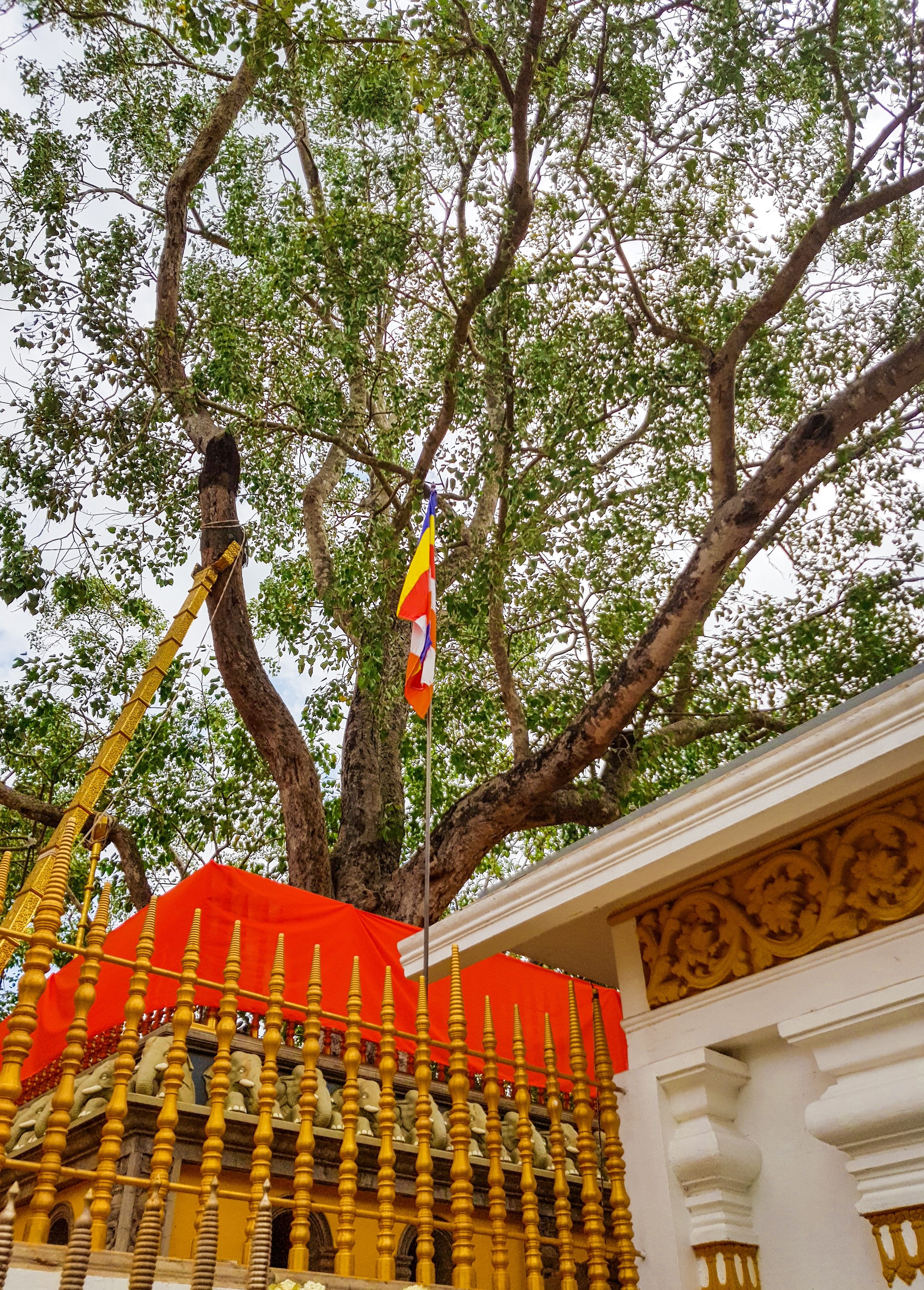 Bodhi Tree at Anuradhapura, Sri Lanka