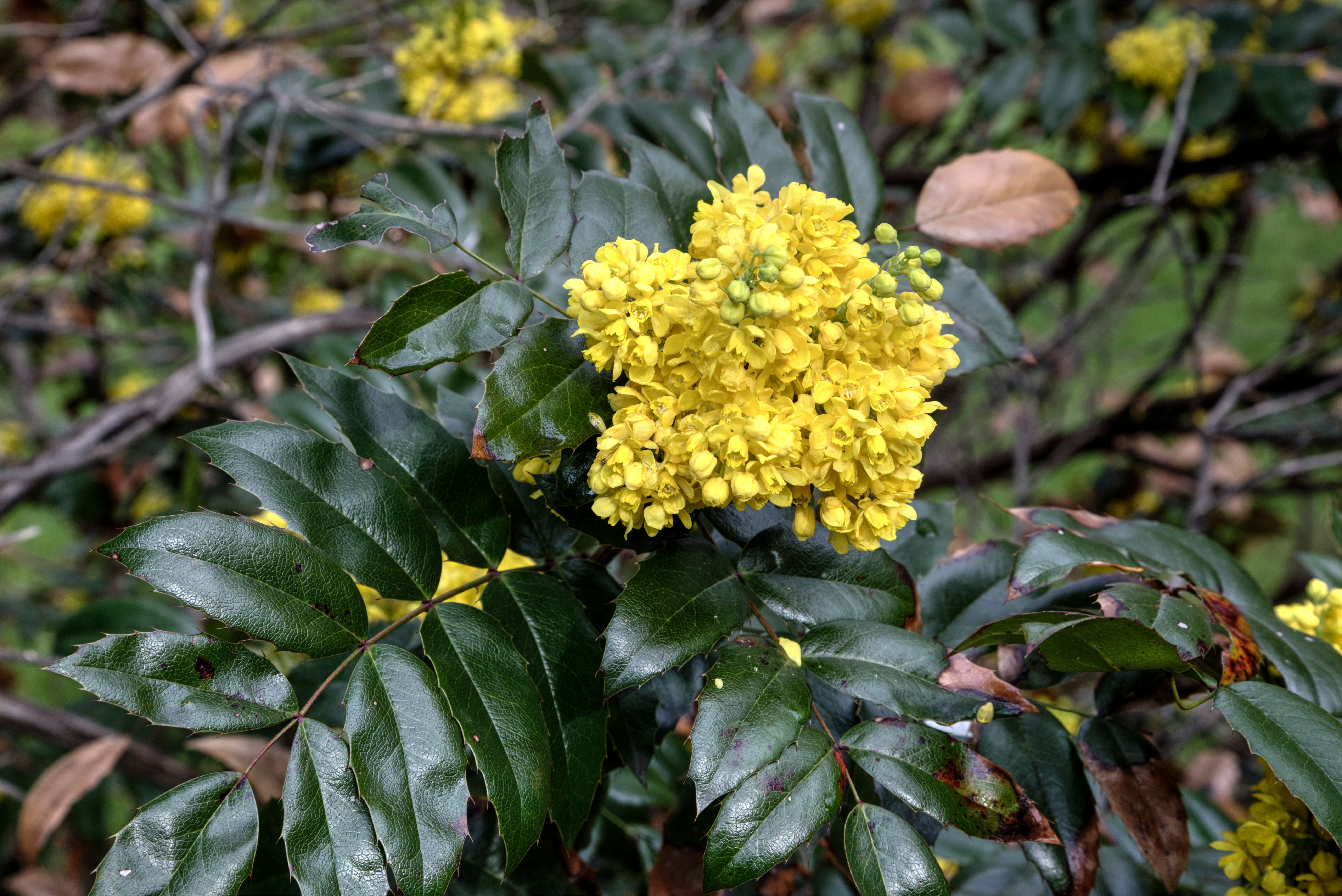 berberine plant