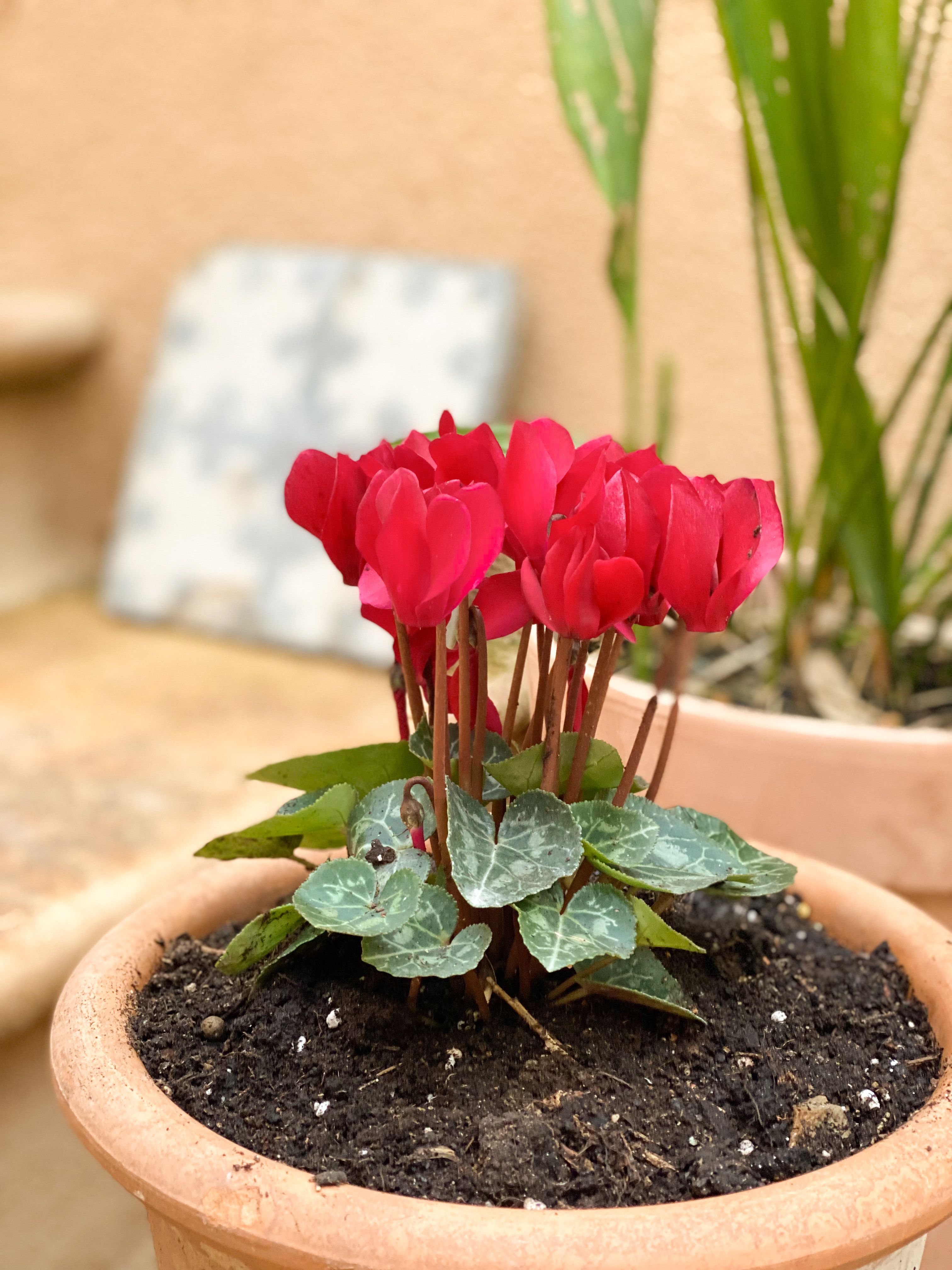pot of cyclamen on the terrace newly planted house pot of cyclamen on the terrace newly planted house