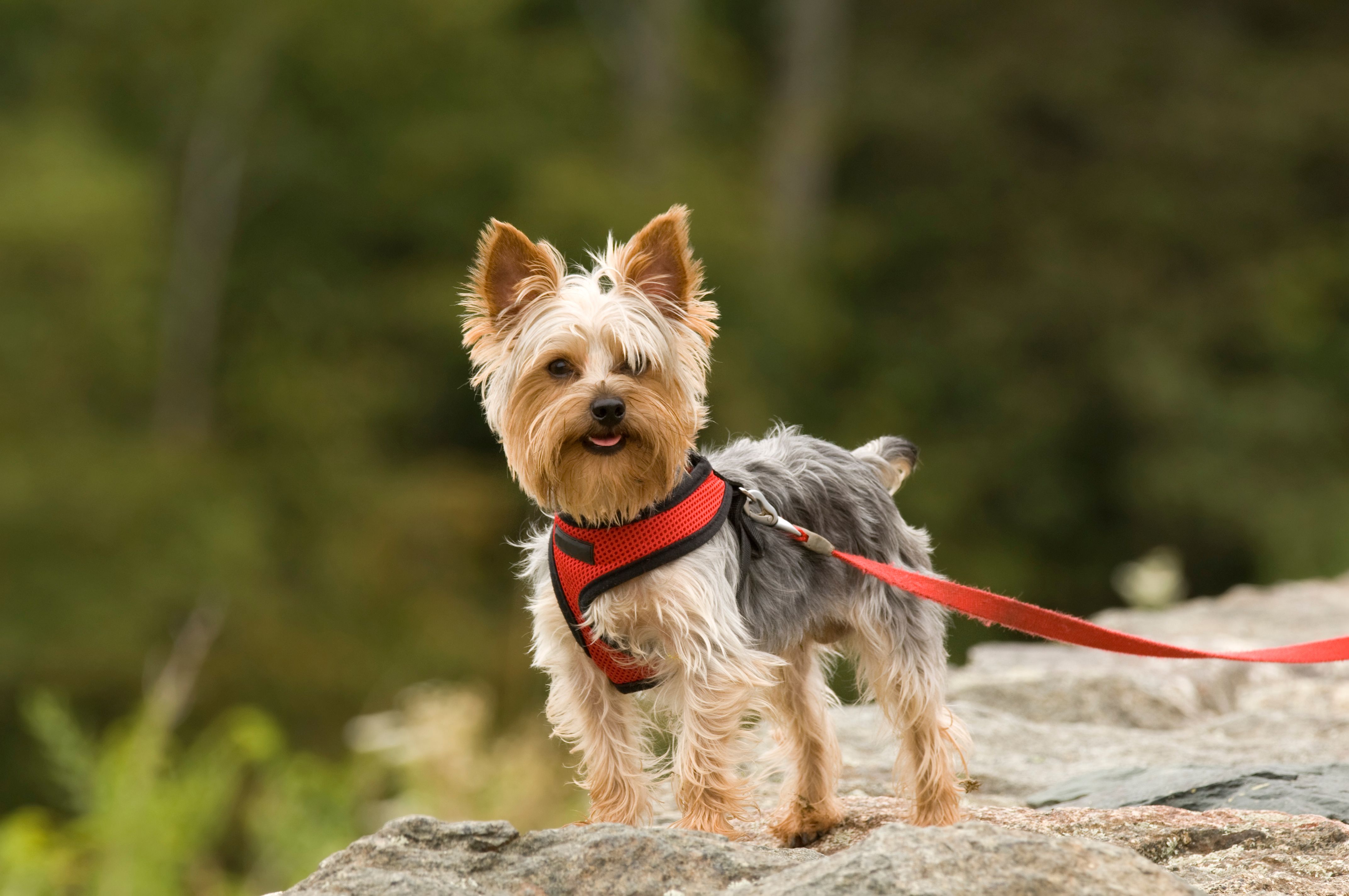 yorkshire terrier leash