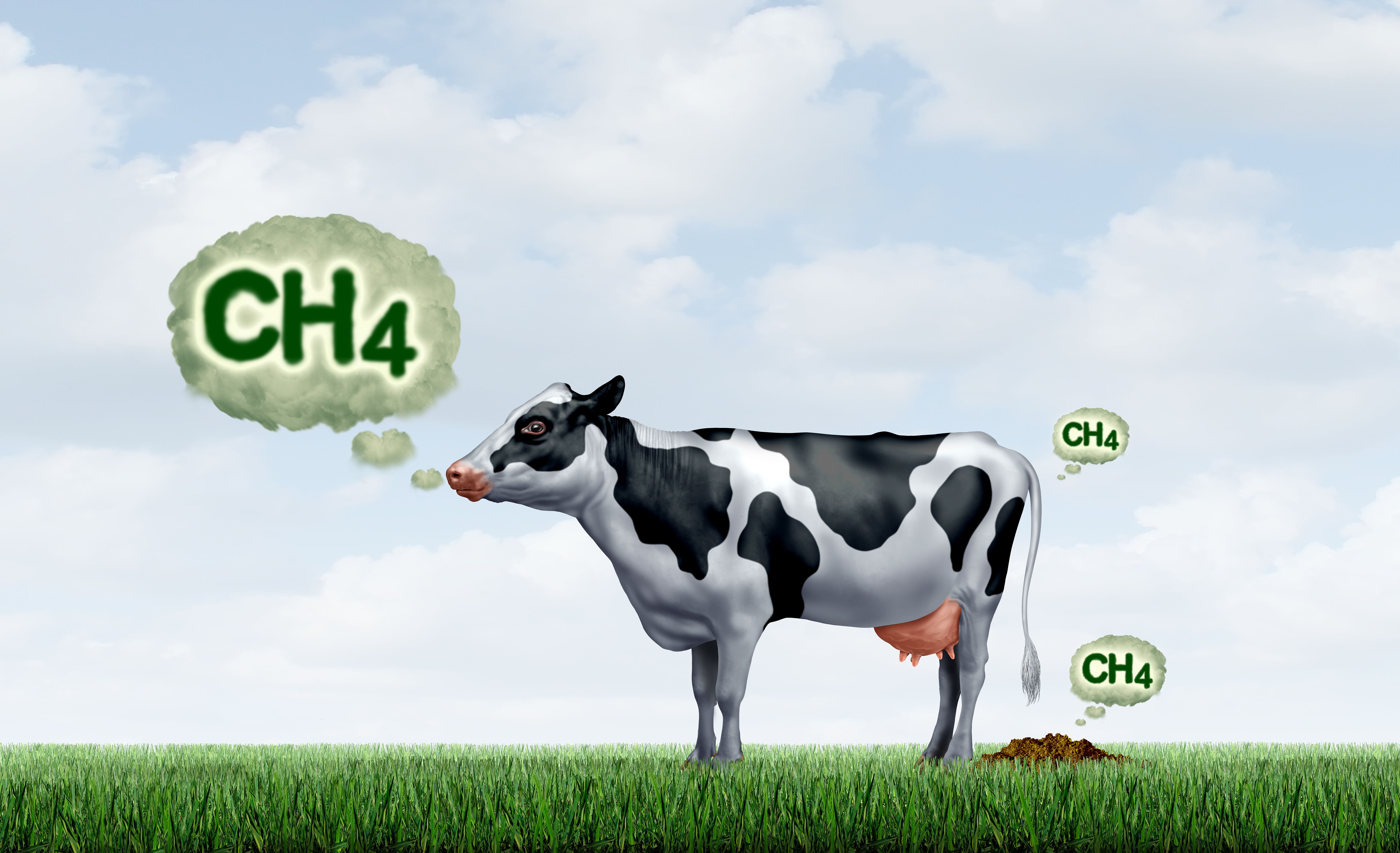 cattle methane