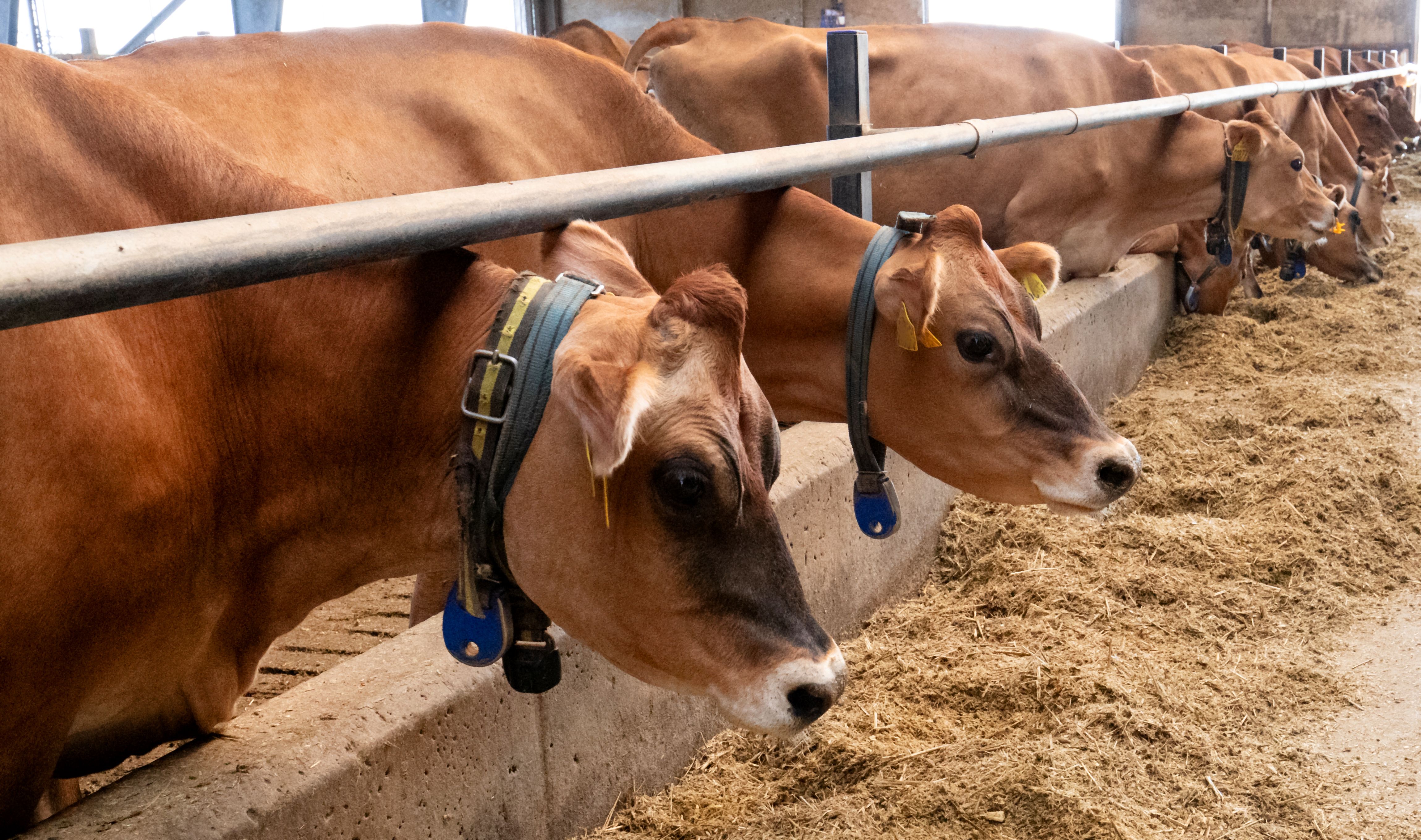 danish dairy products