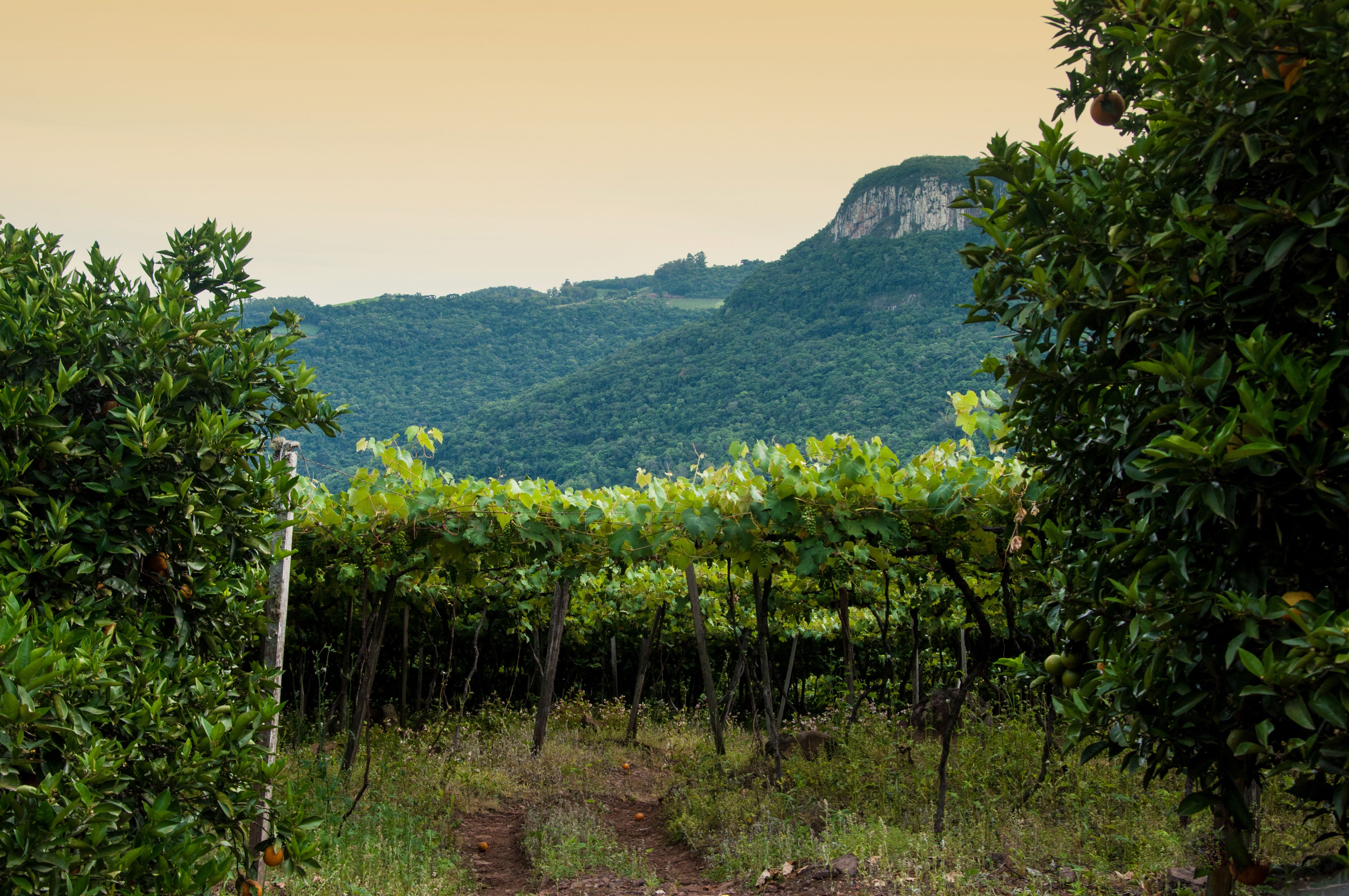 brazilian fruit farm