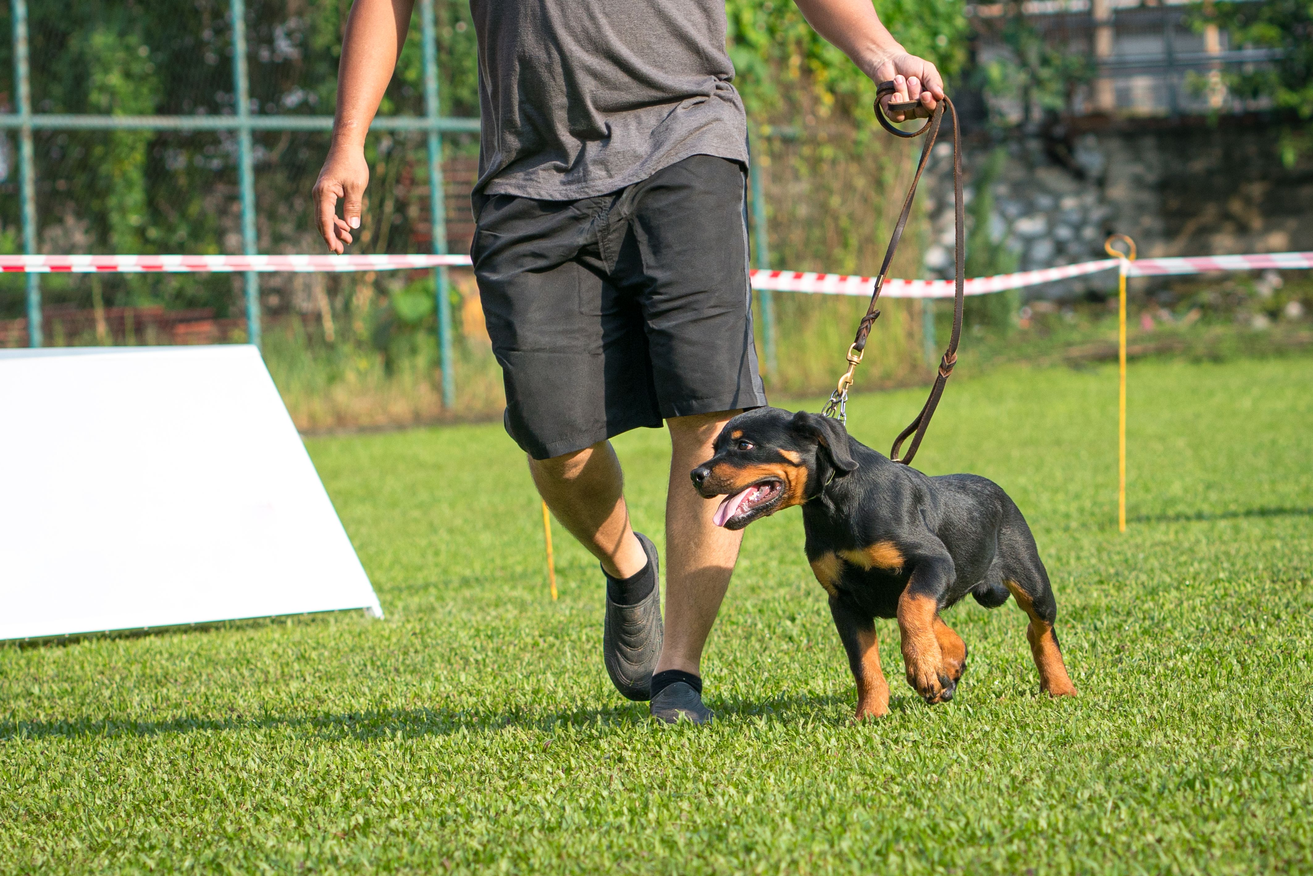 rottweiler exercise
