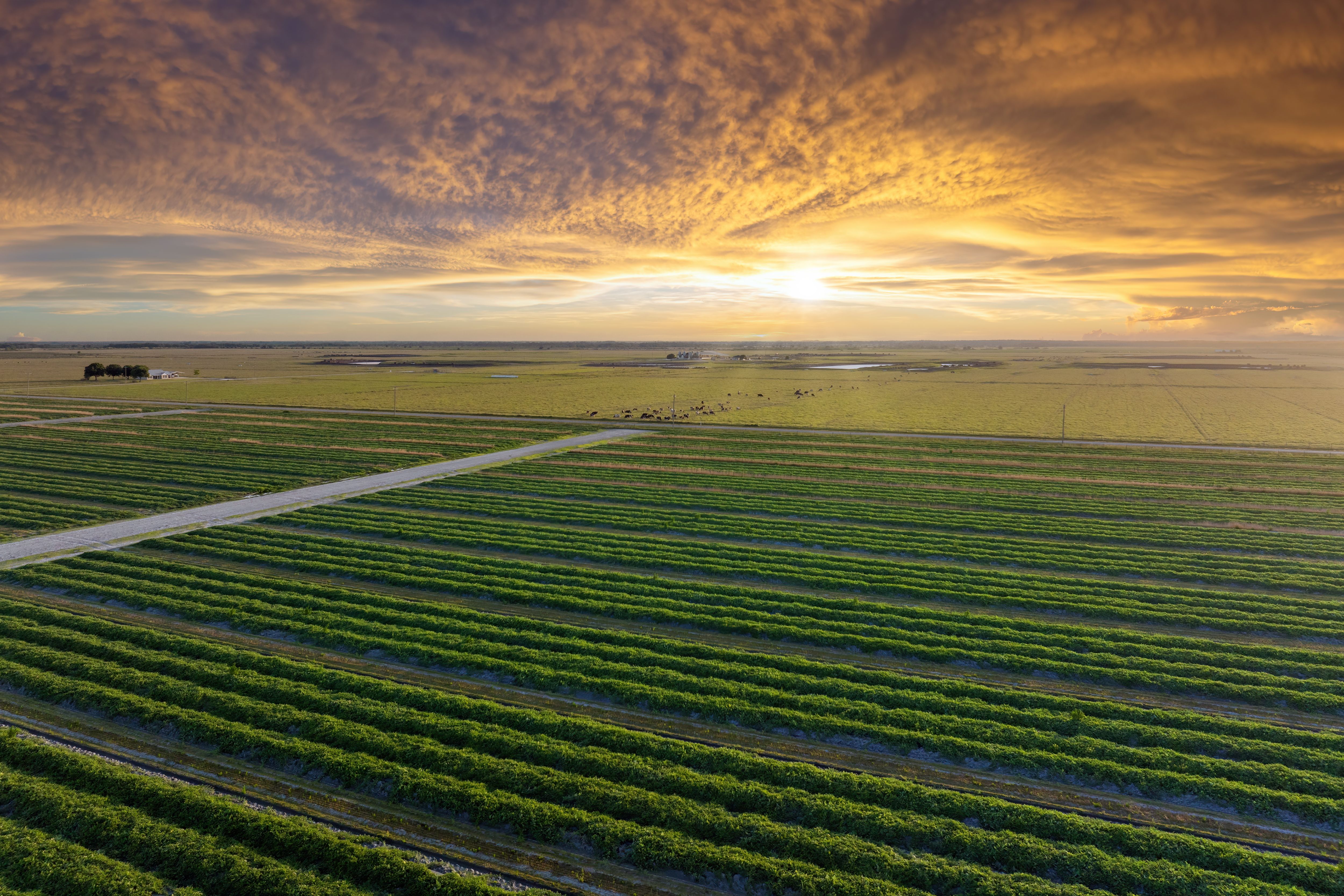 florida farmland