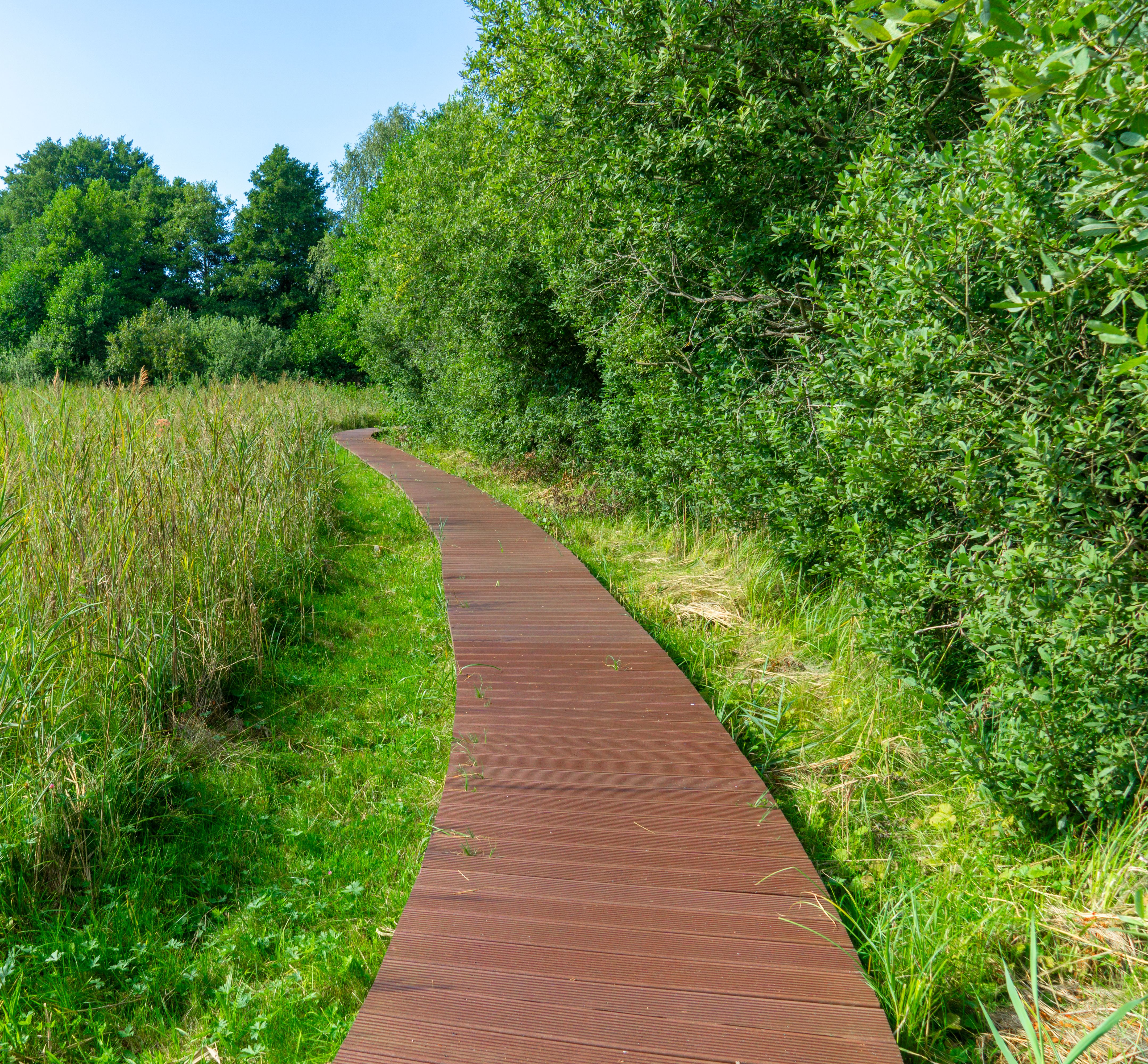 The meadow way trough swamp landscape at Feldberger Seenlandschaft - Mecklenburg, Germany