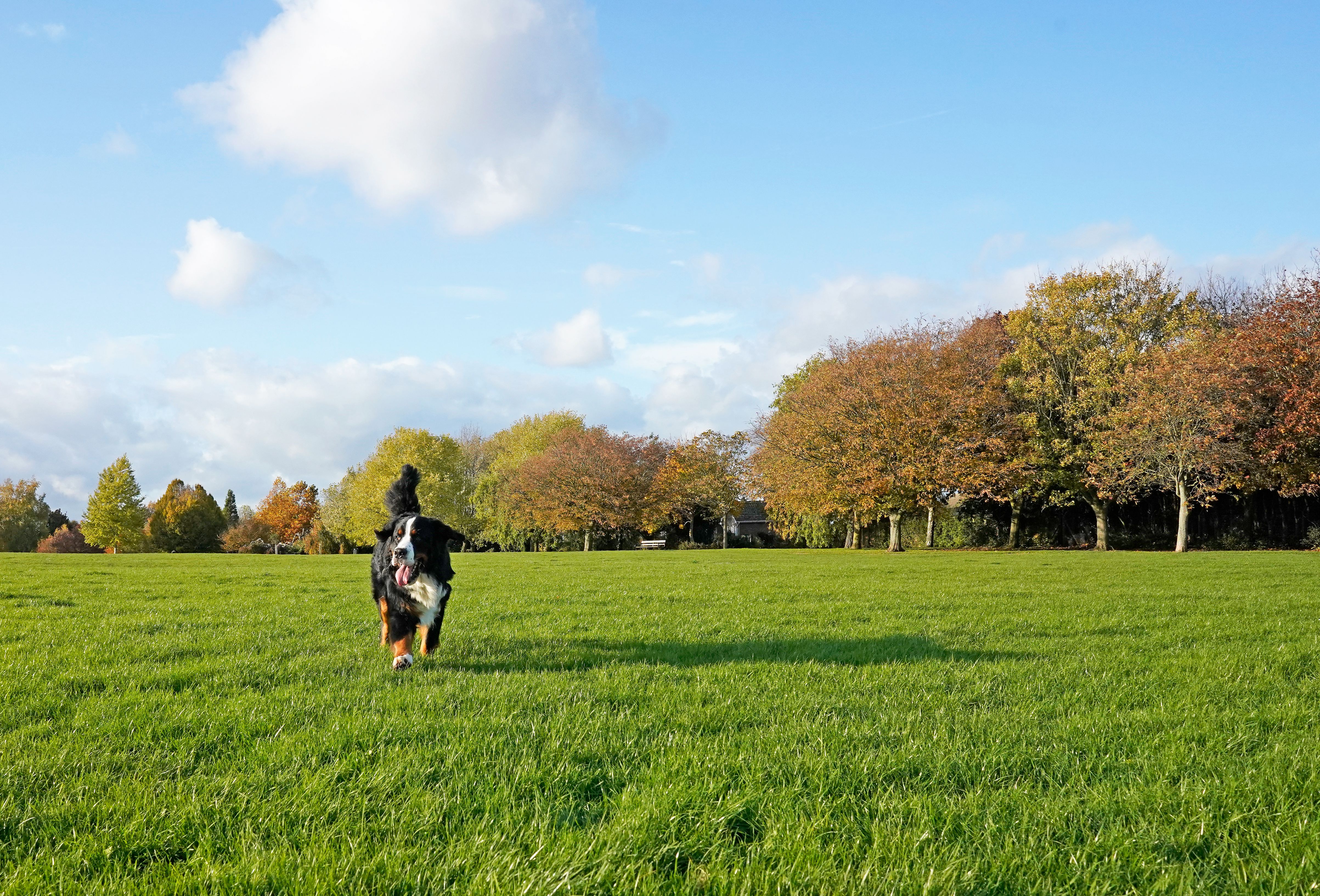 dog playing park