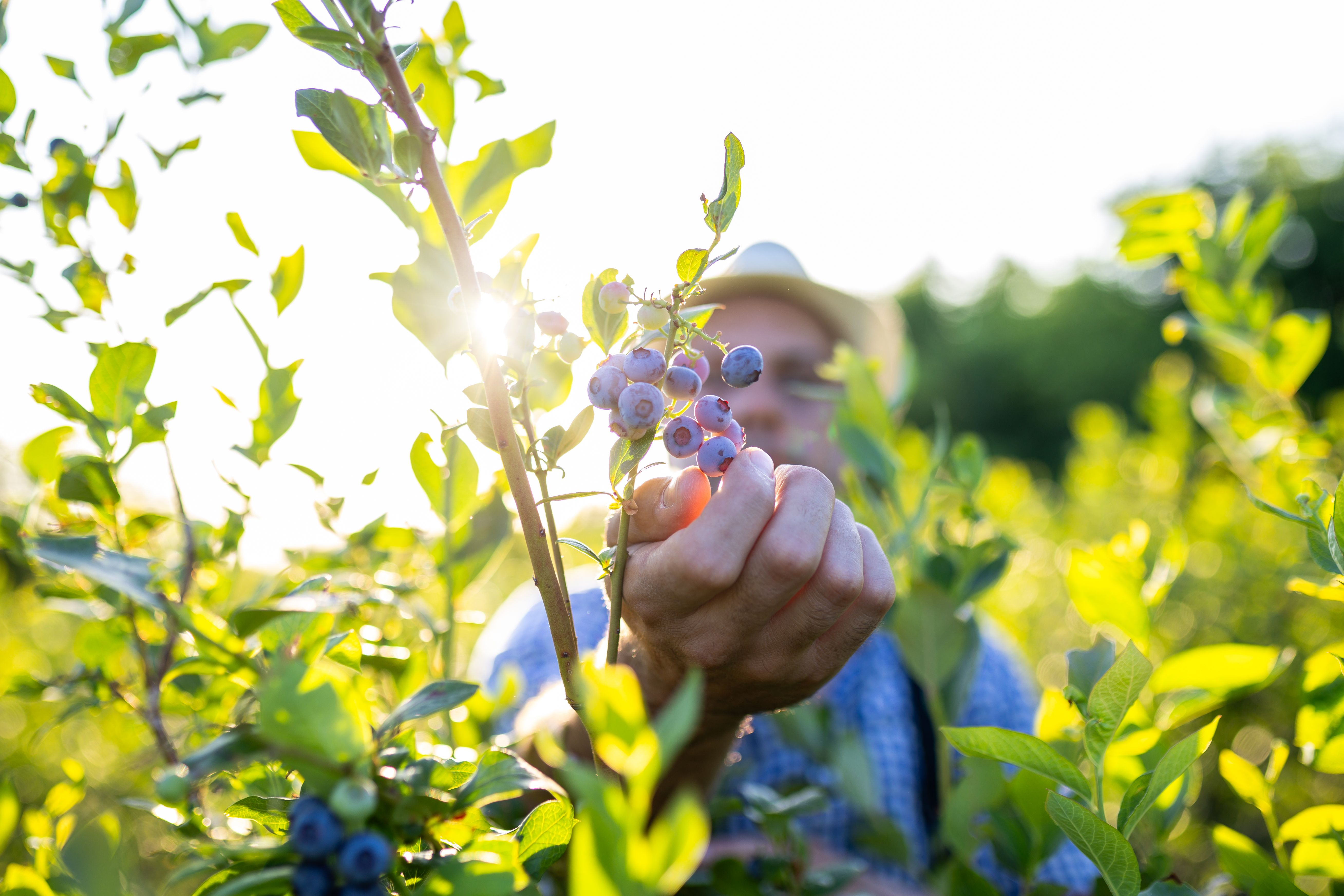 blueberry picking