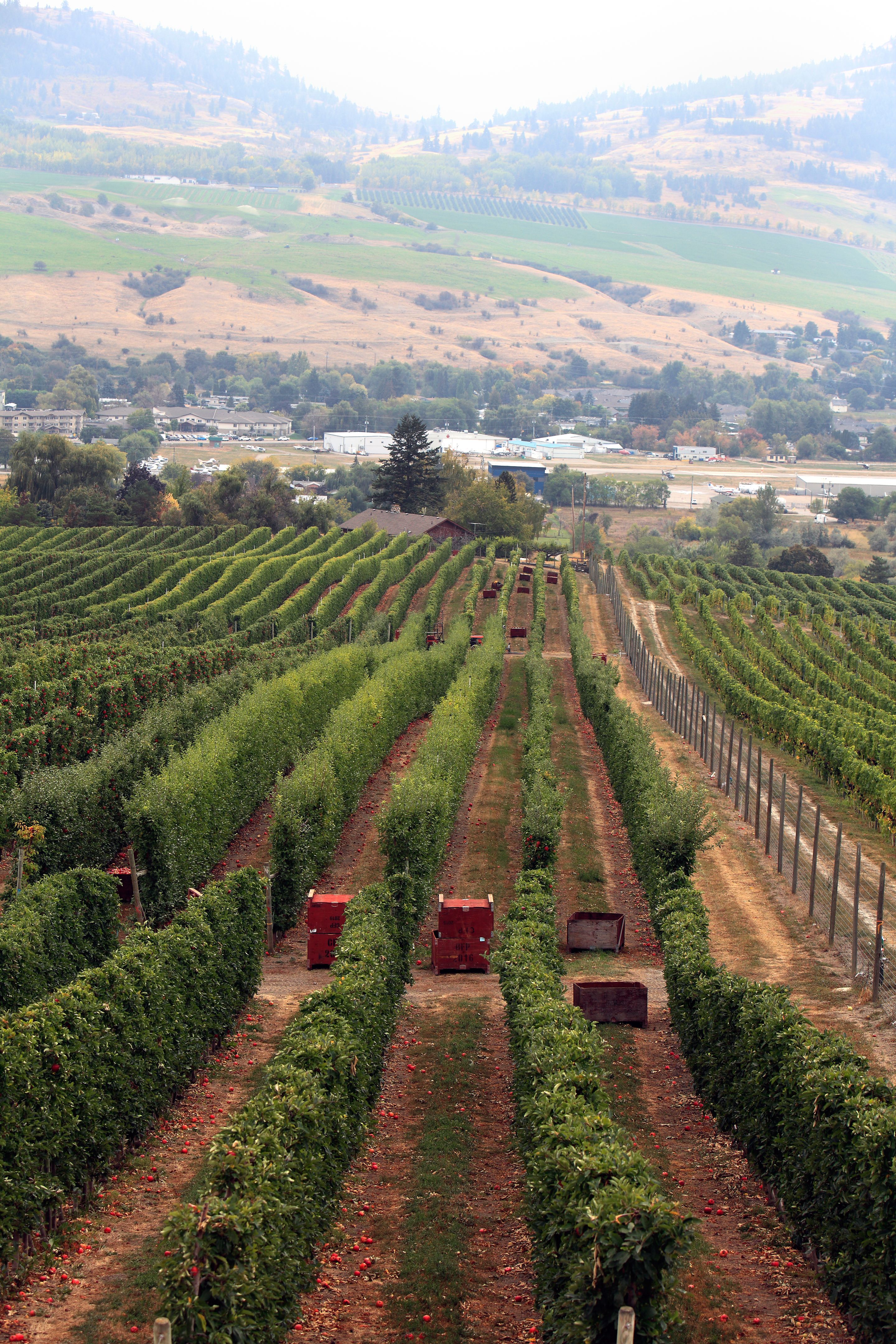 post harvest orchard