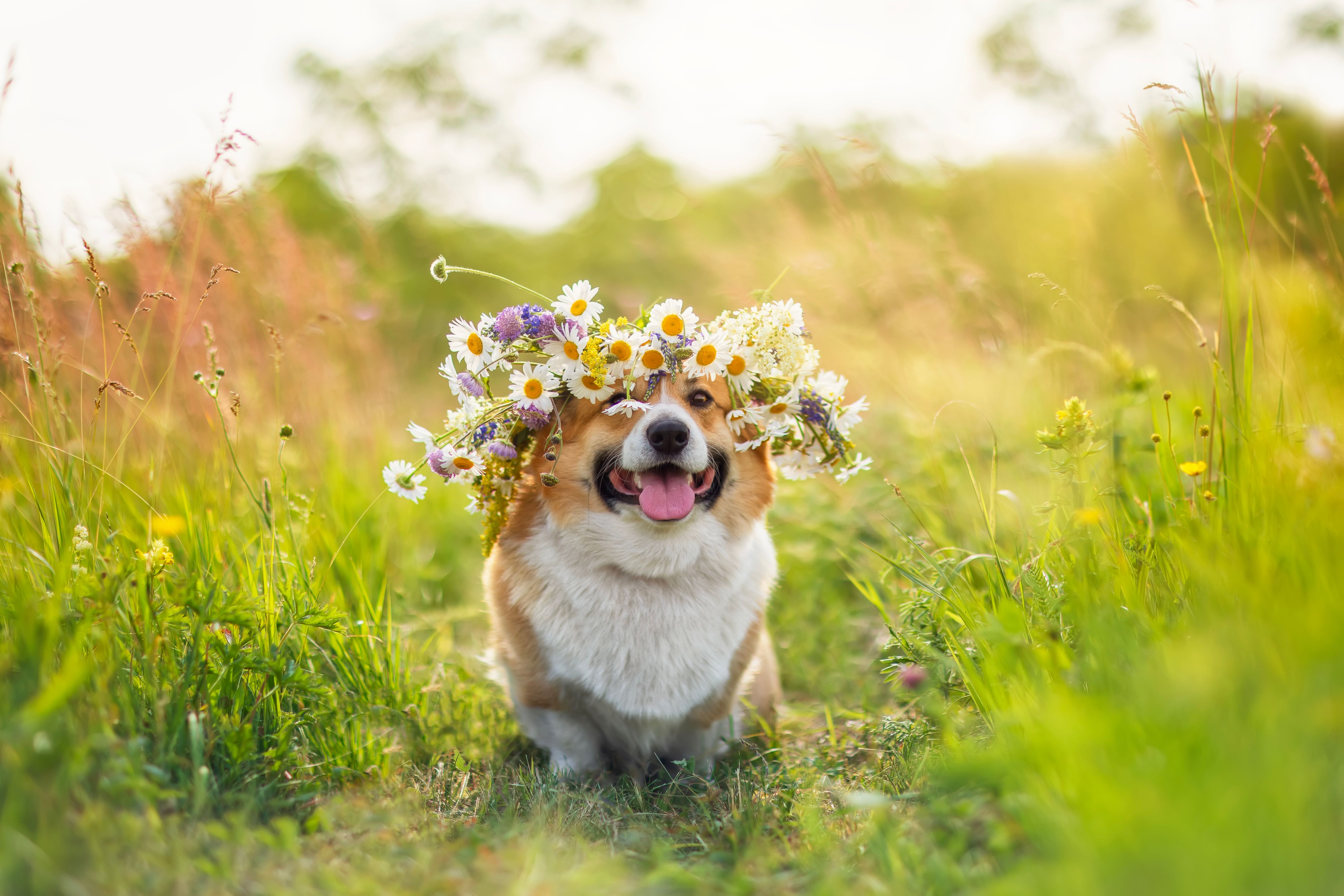 spring dog