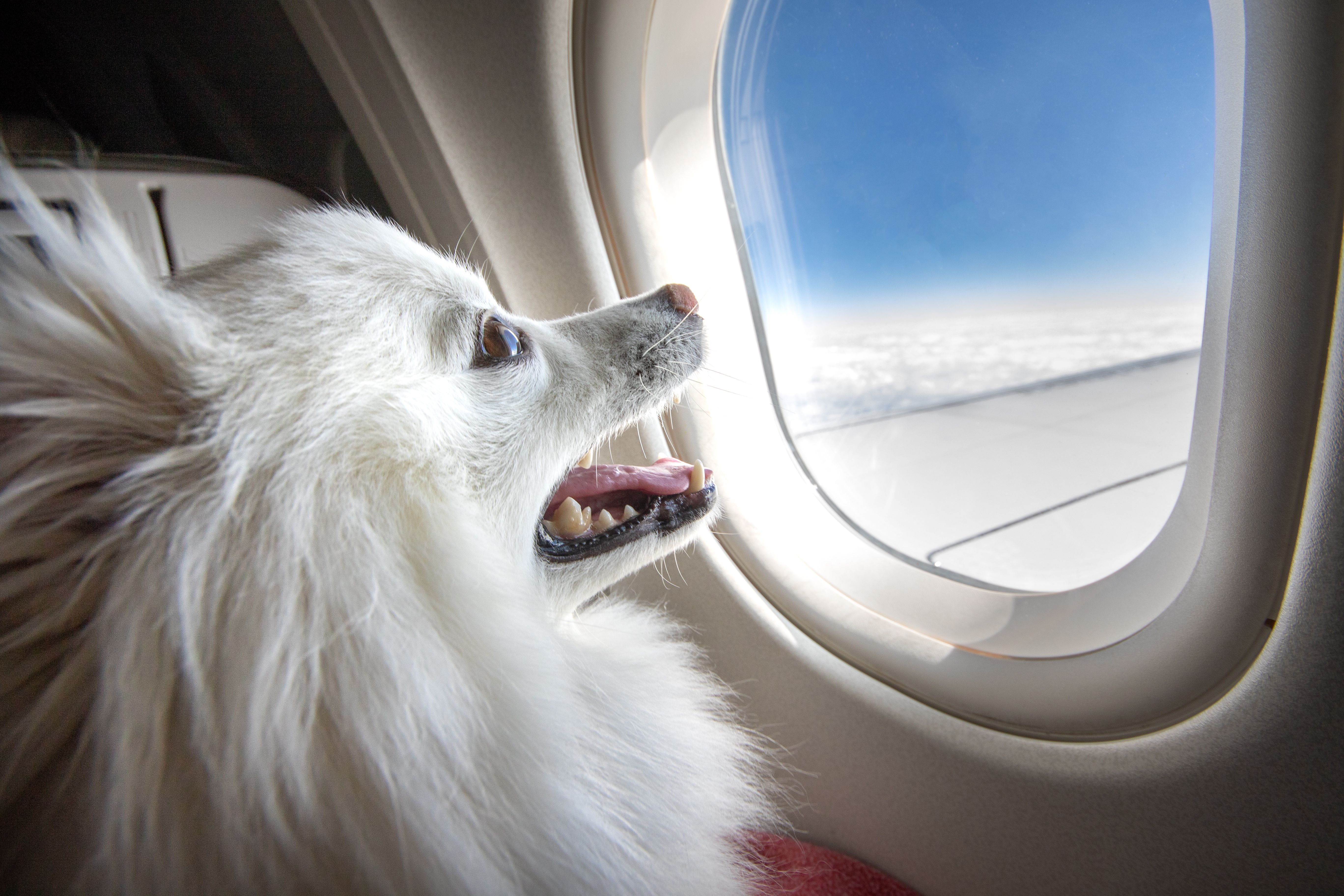 pet airline