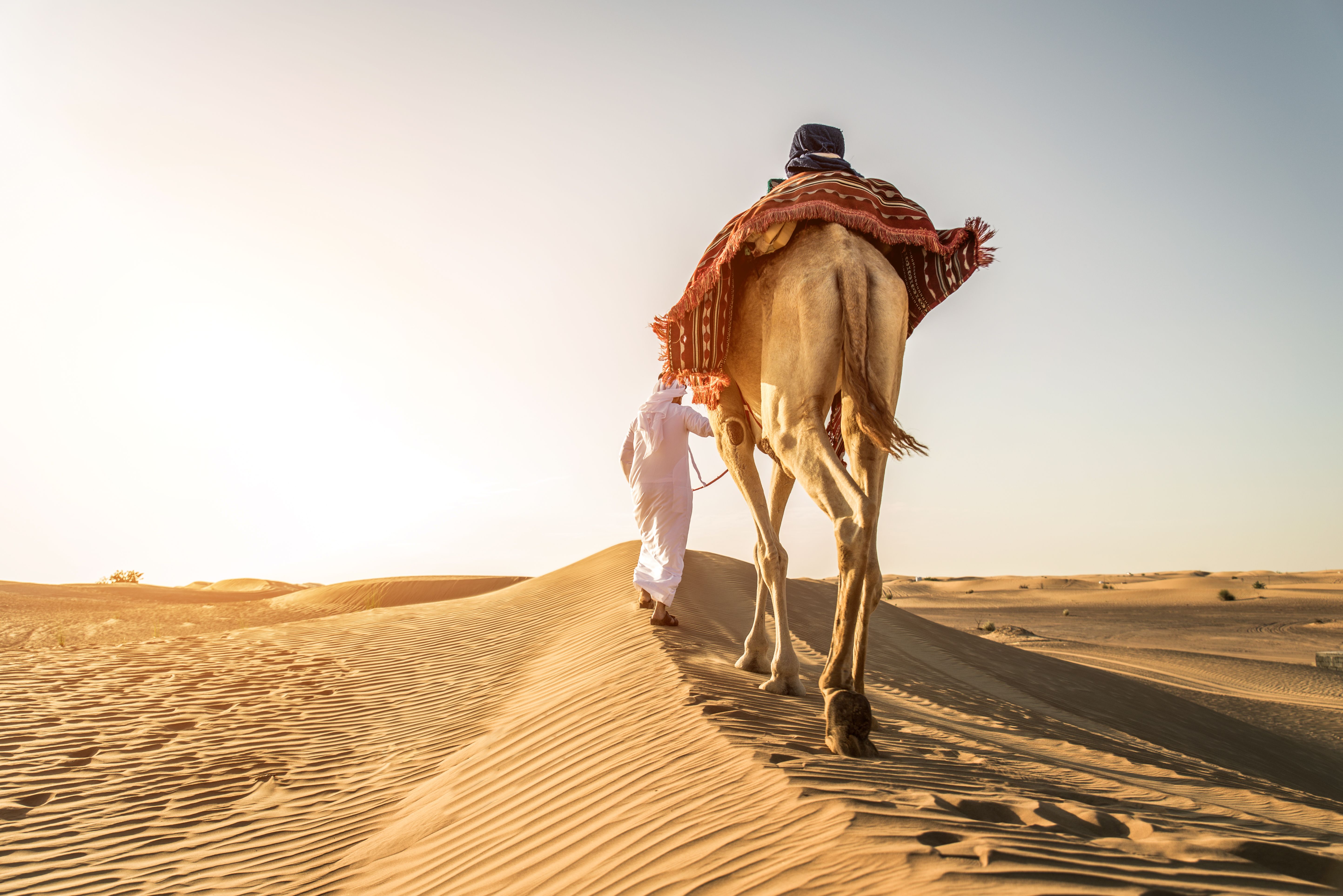 Arabian man with camel in the desert