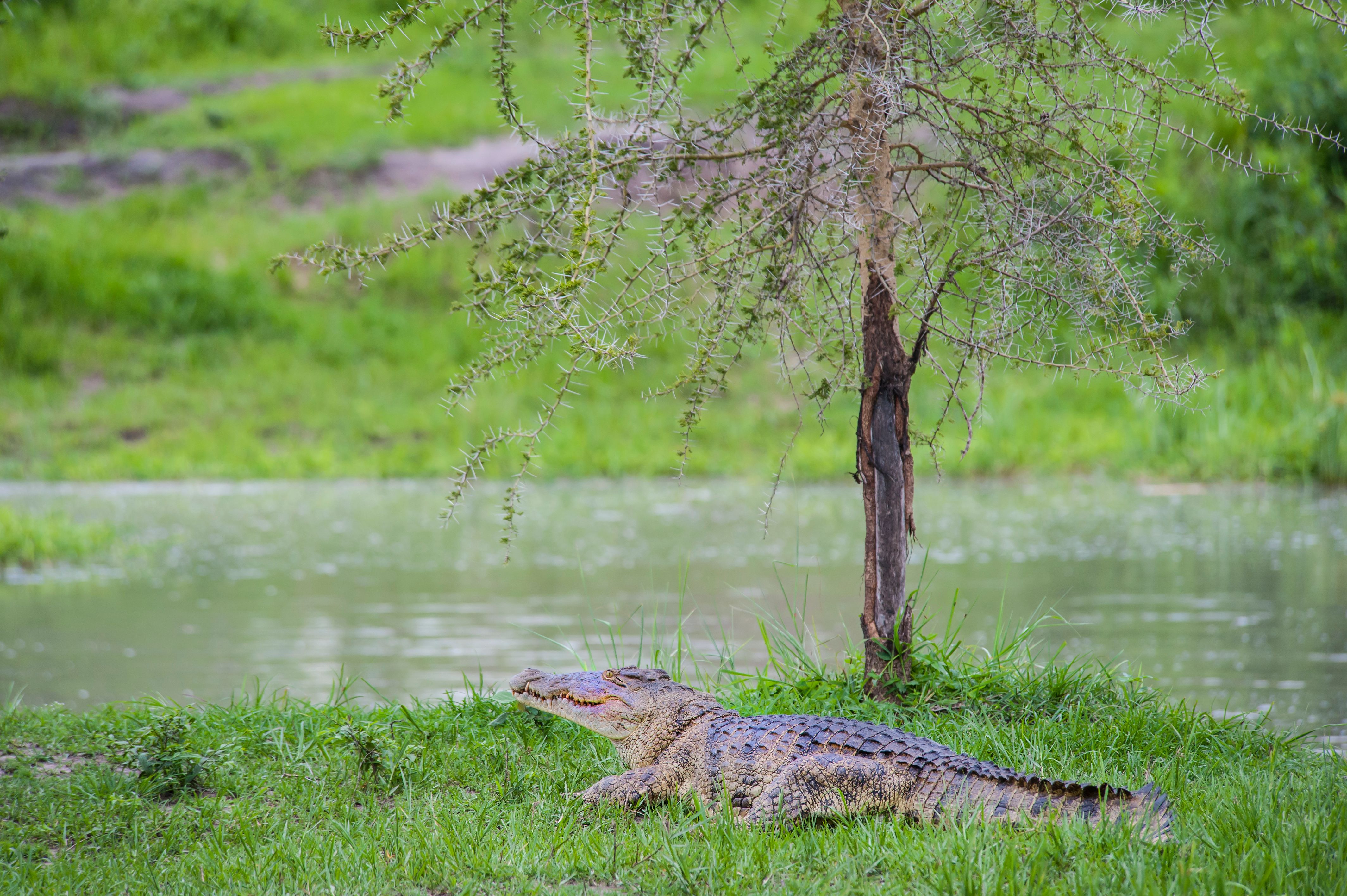 katavi national park