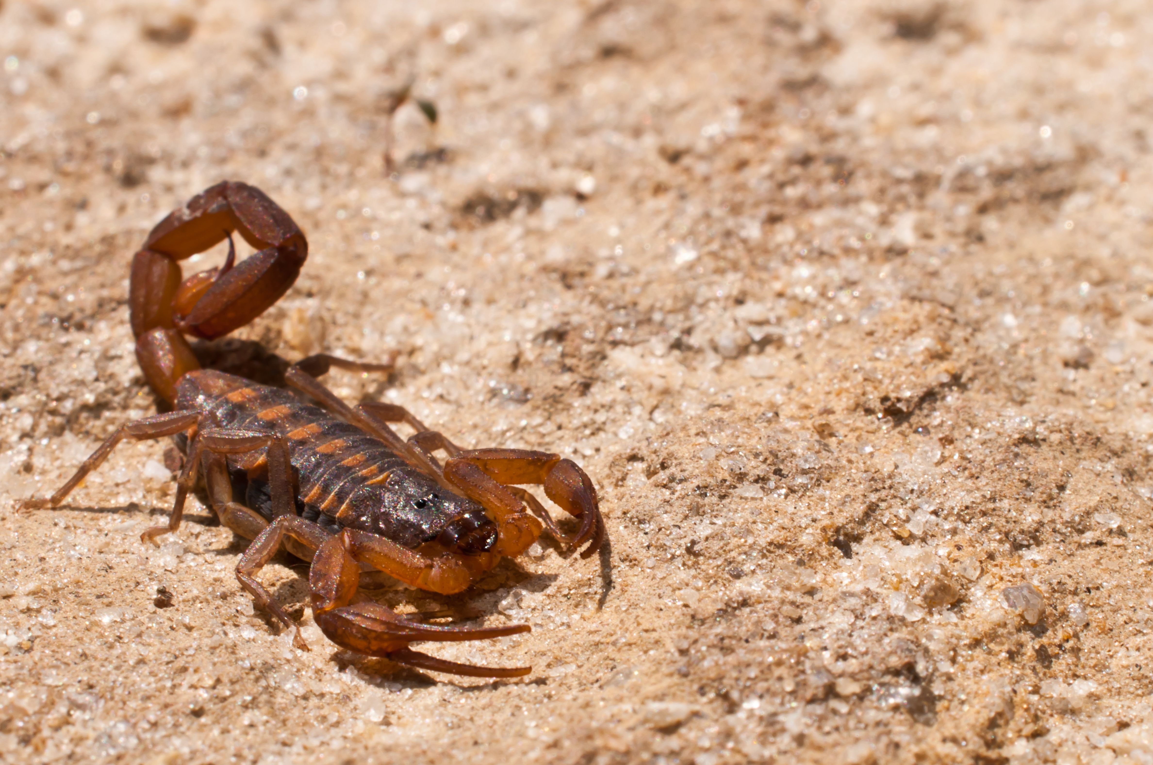 Striped Bark Scorpion