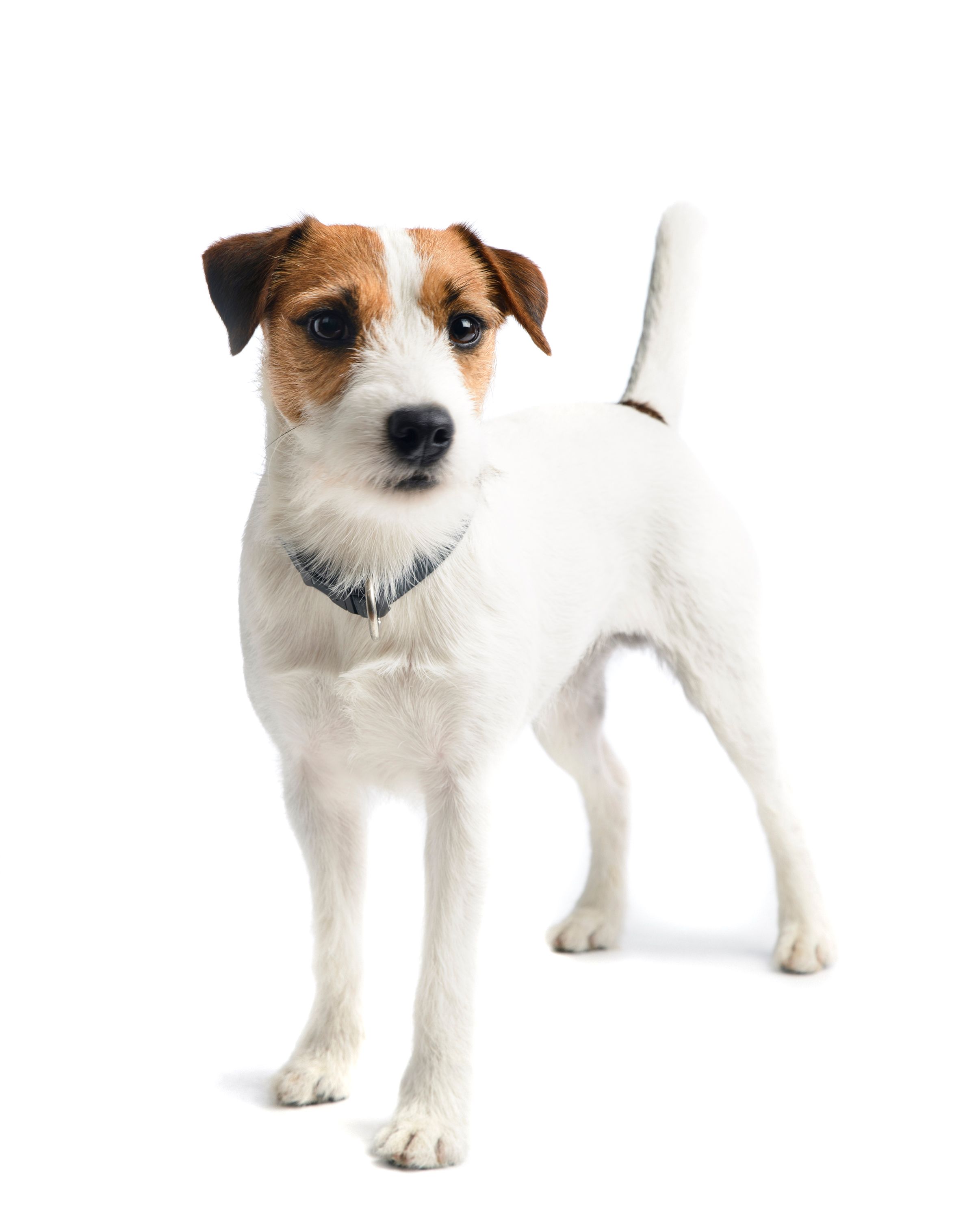 A small white dog standing