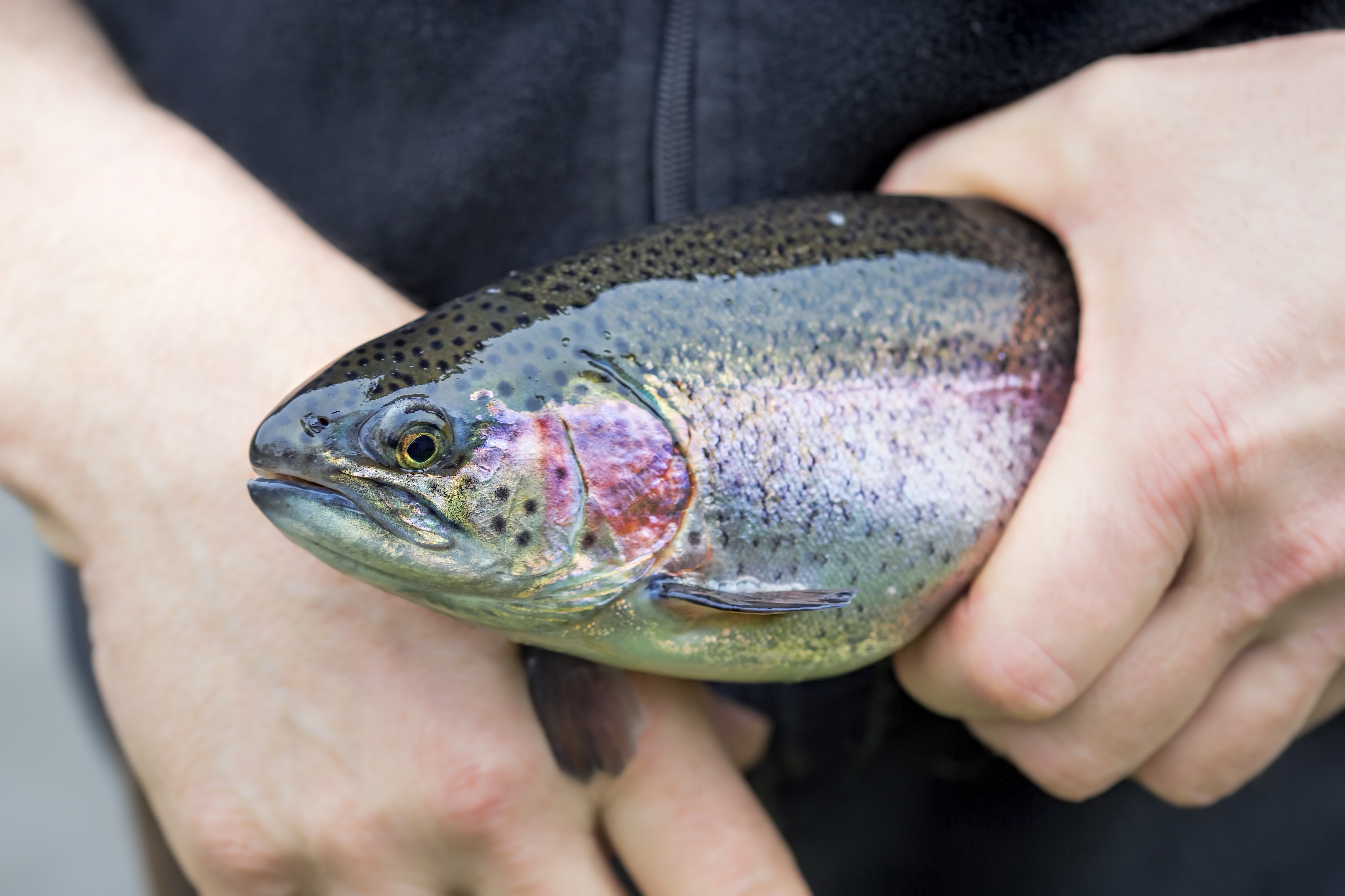 Male hands holding rainbow trout on the farm