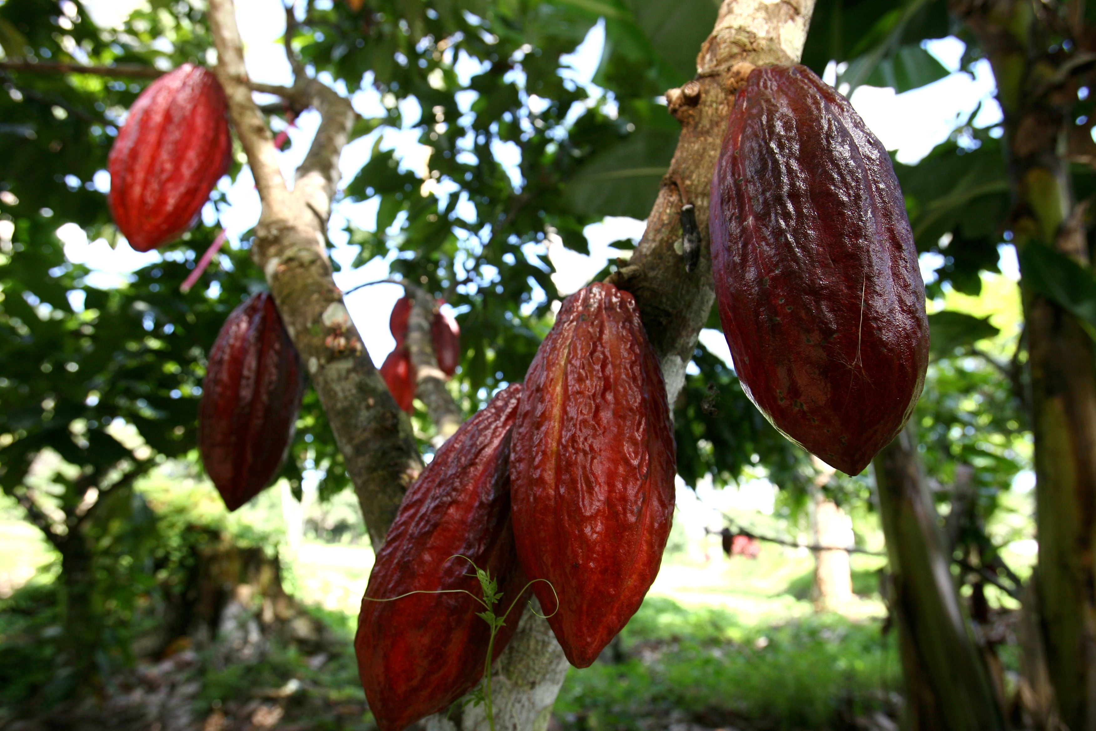 brazilian cocoa