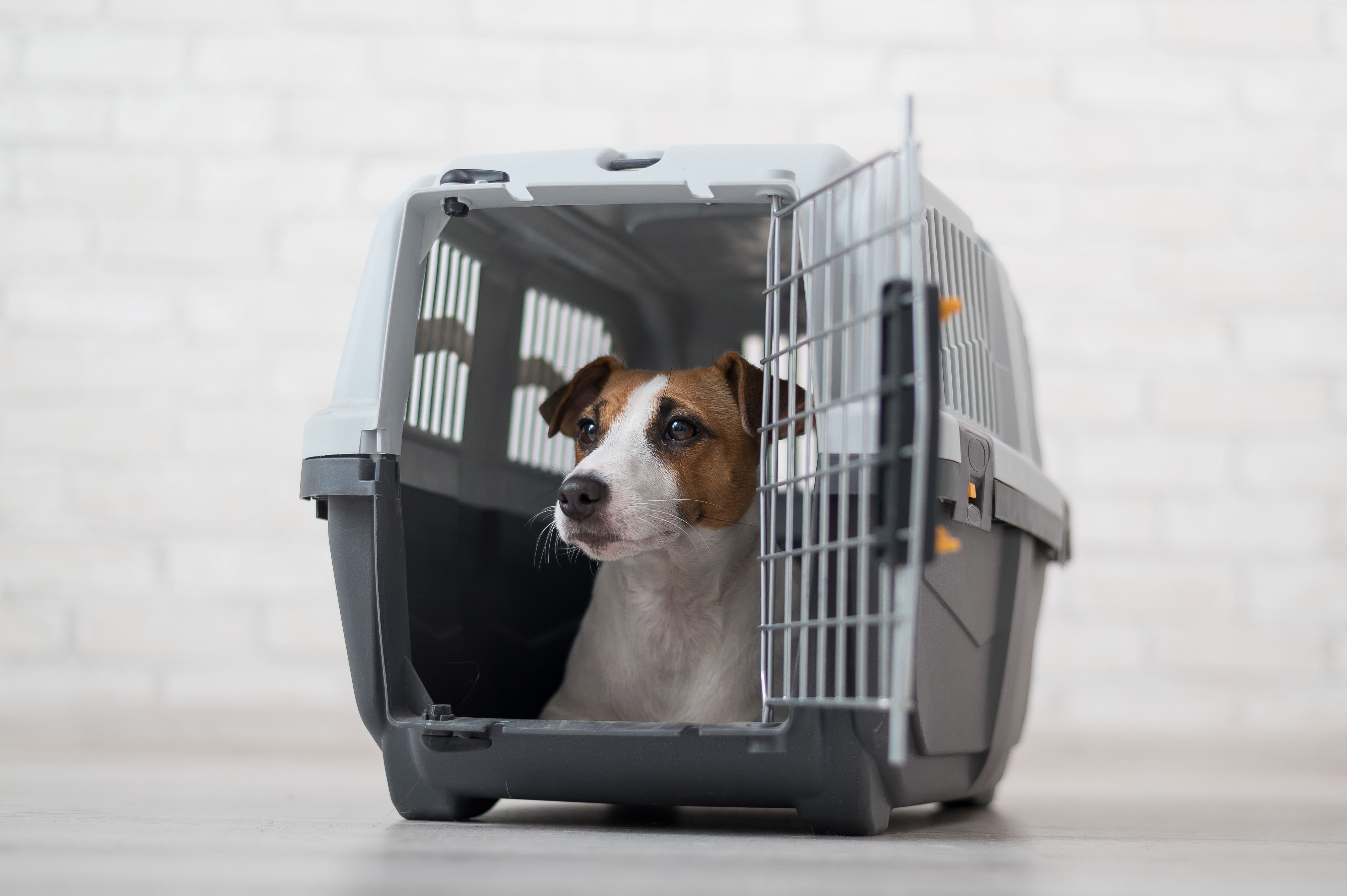 pet crate