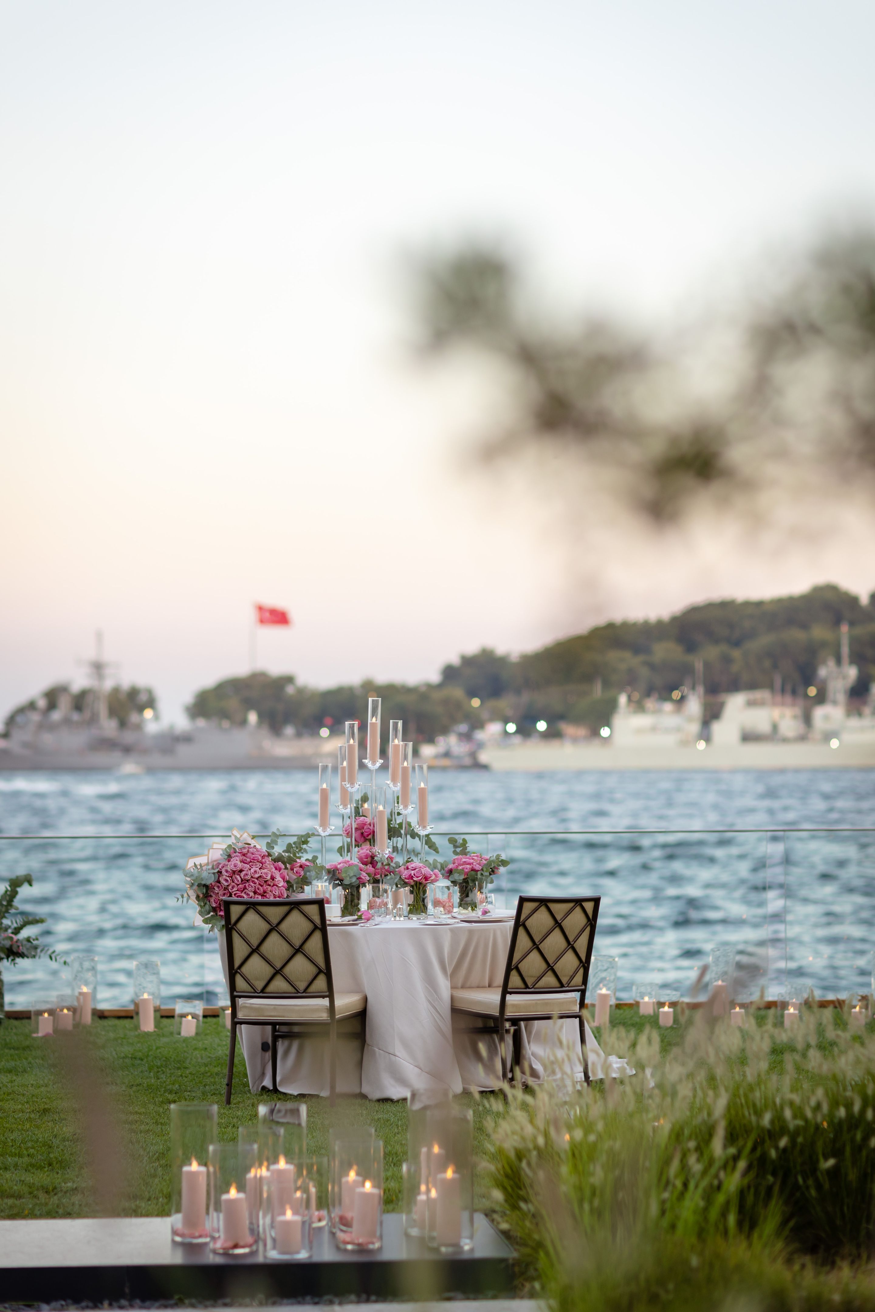 Pink Roses. stock photo