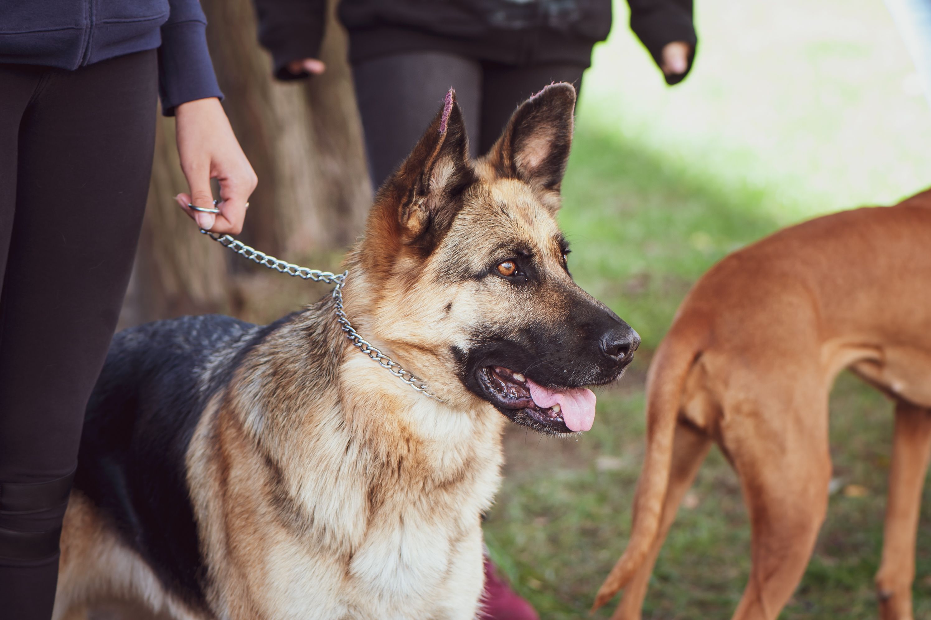 Shepherd trains at an exhibition of dogs, portrait of a dog Shepherd trains at an exhibition of dogs, portrait of a dog