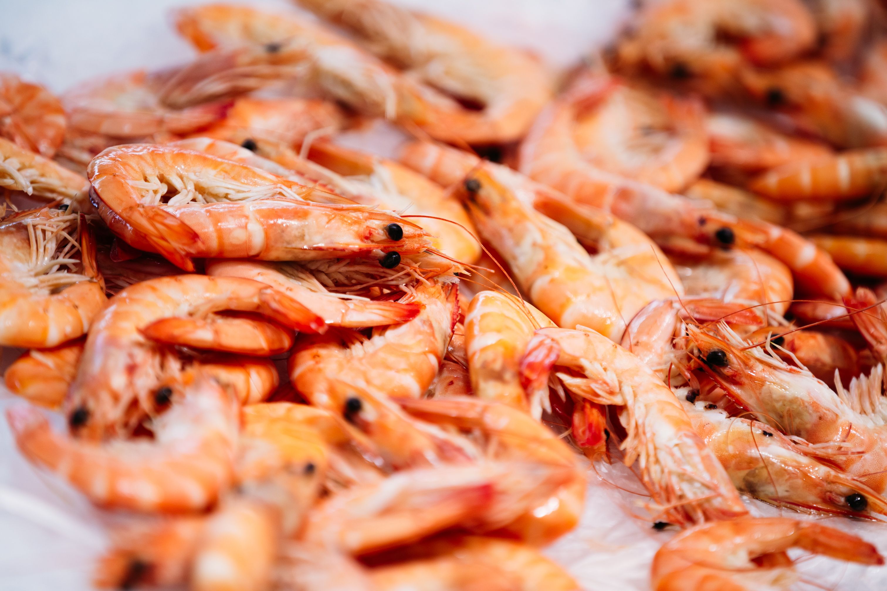 fresh shrimp