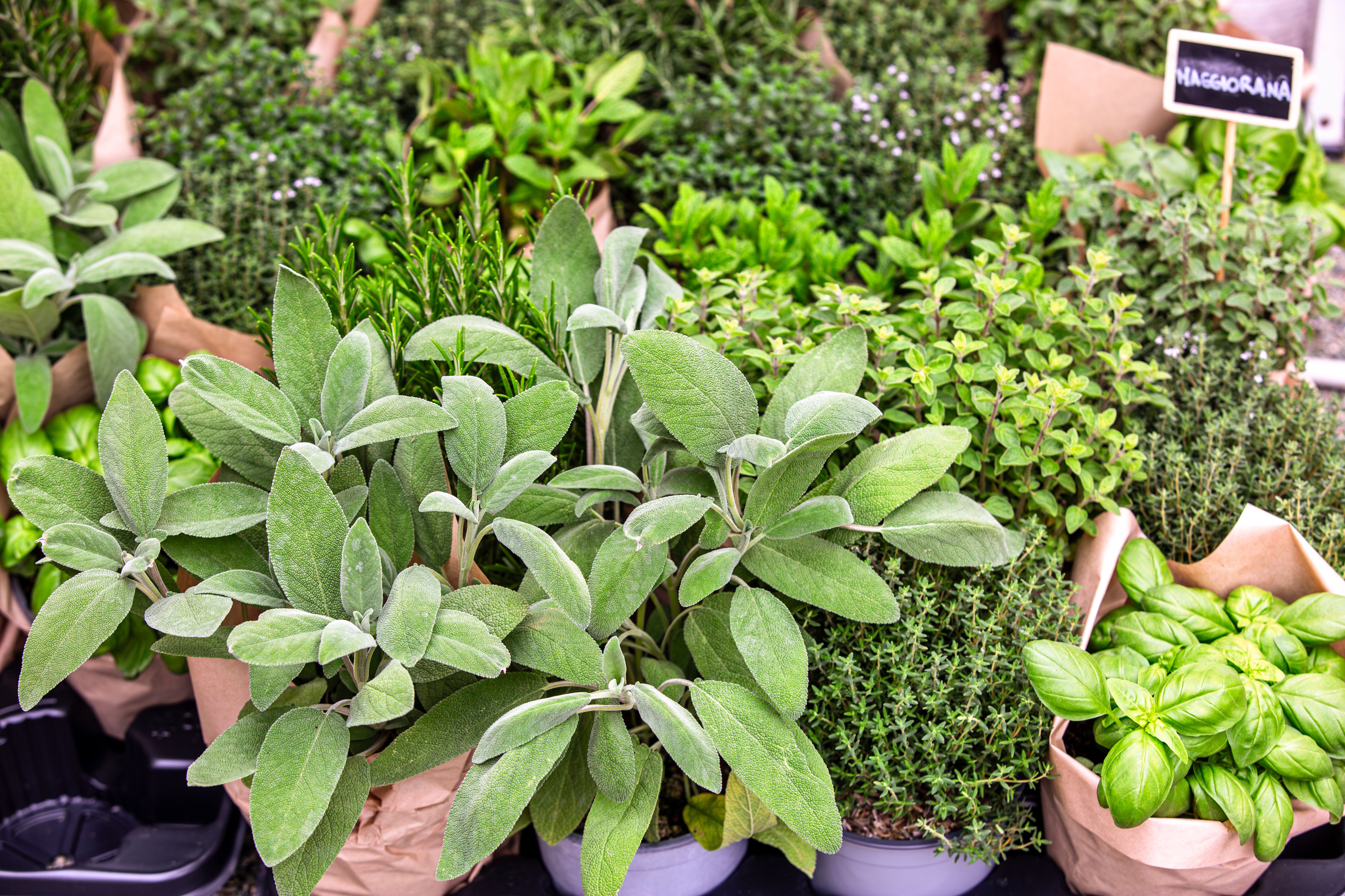 cooking herbs