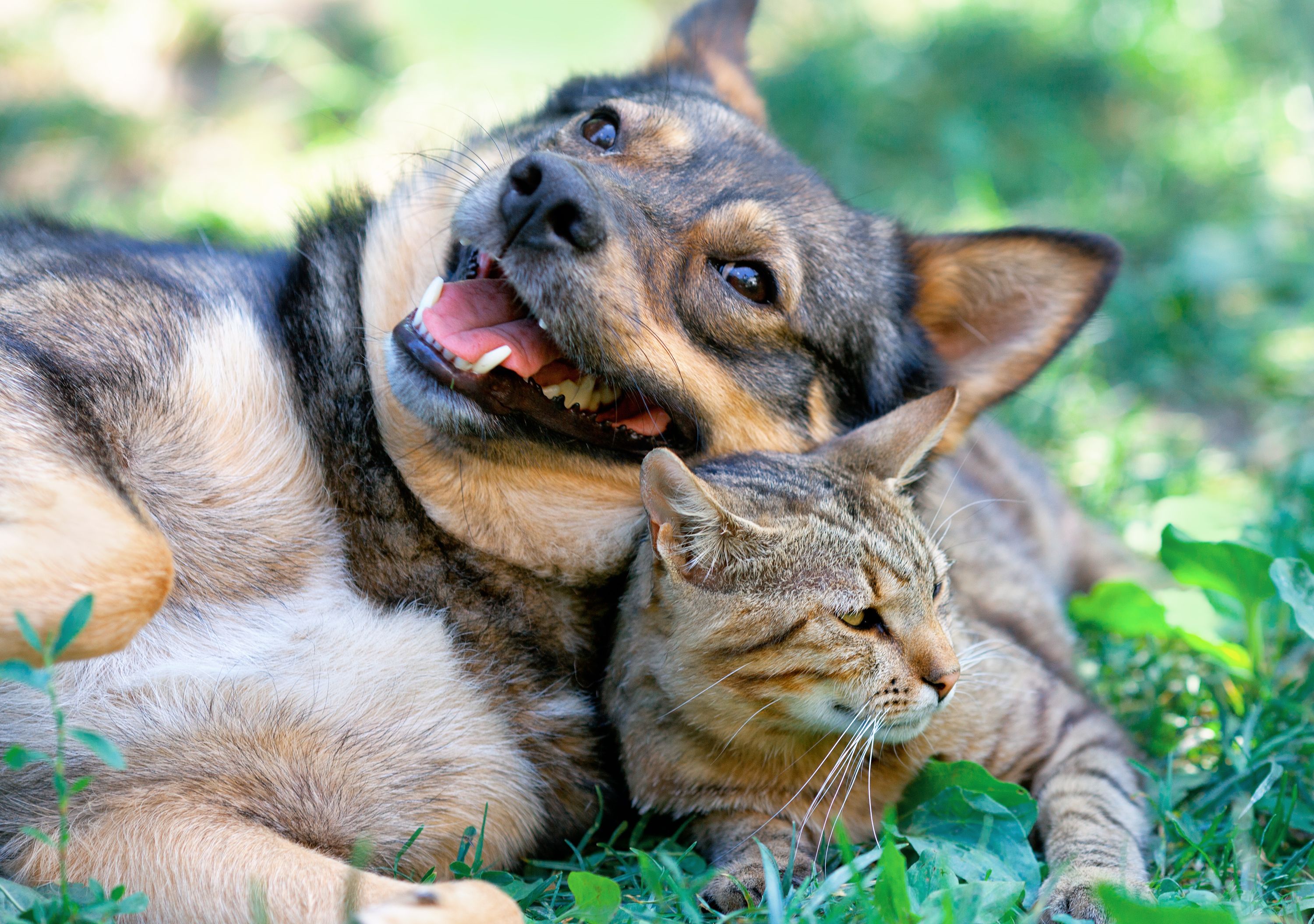 dog cat playing