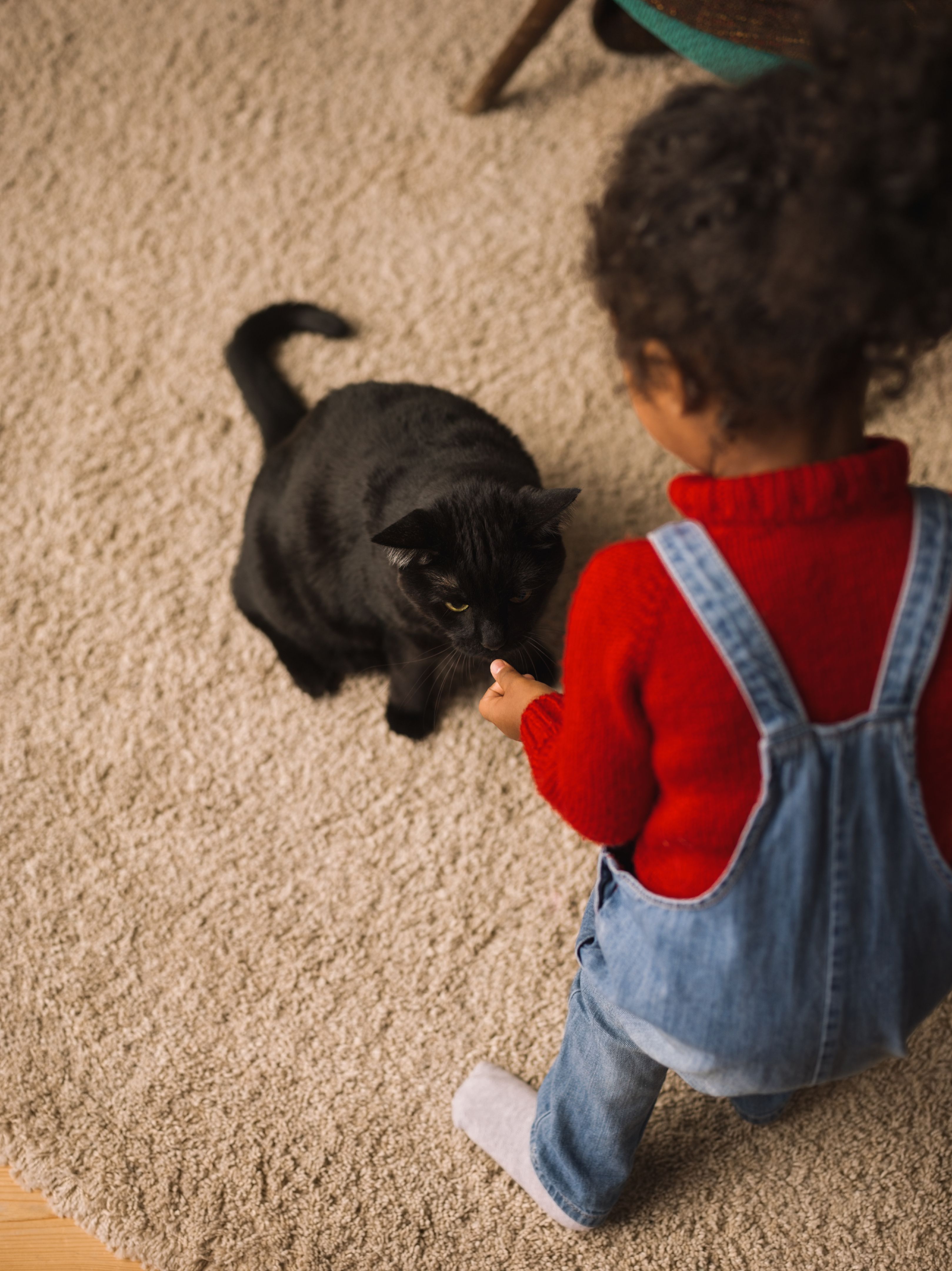 Little African Girl Playing with black Cat Little African Girl Playing with black Cat