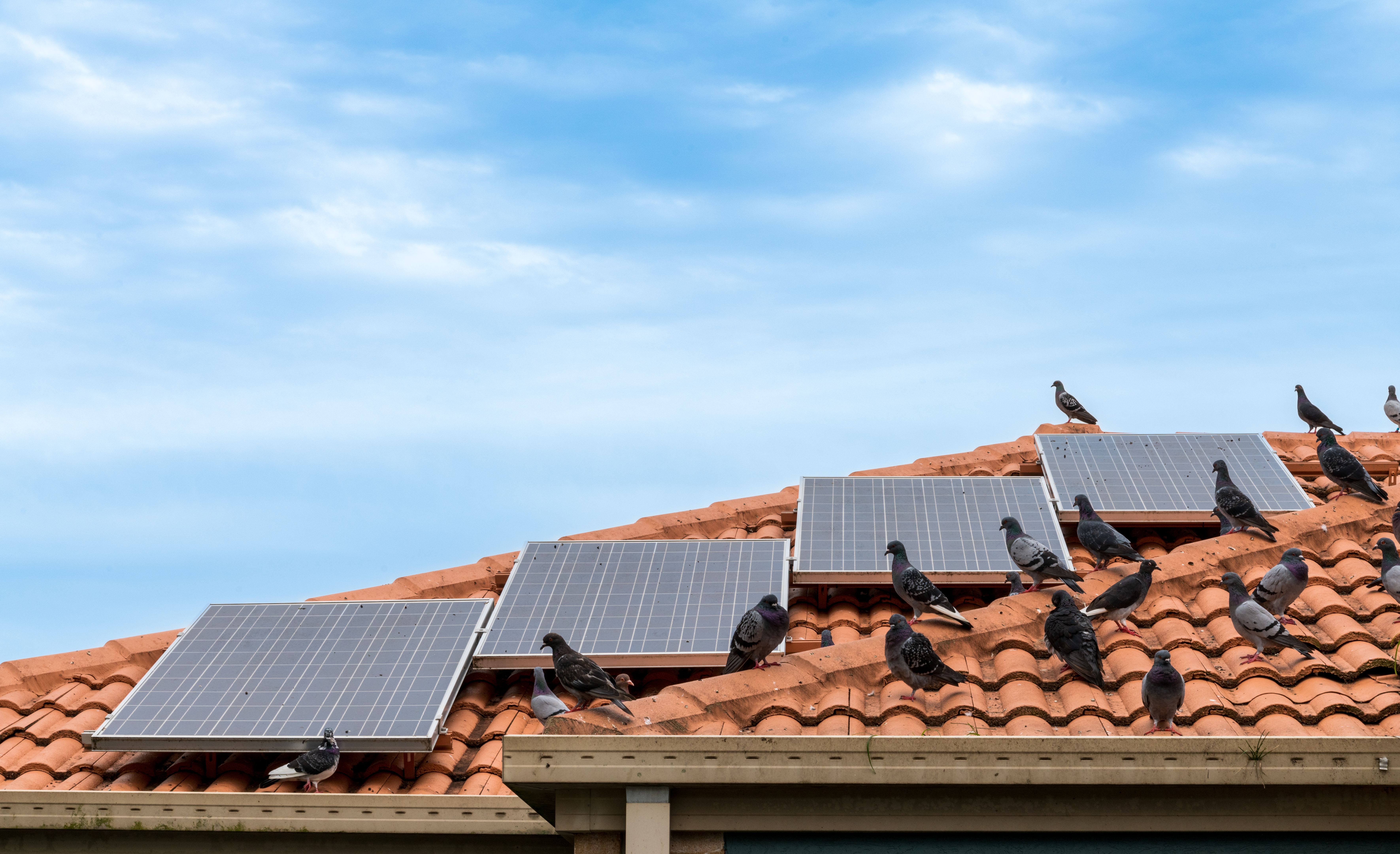 birds on solar panels