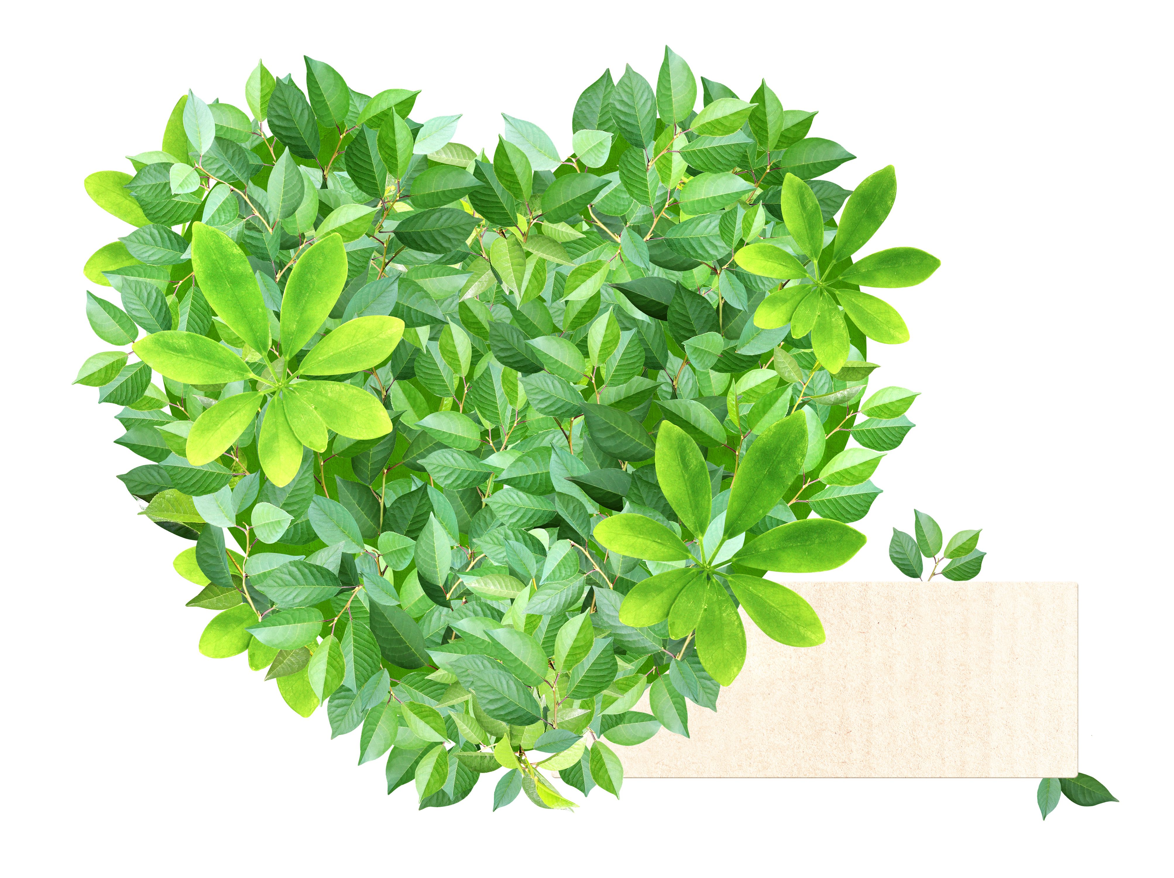 biodegradable materials