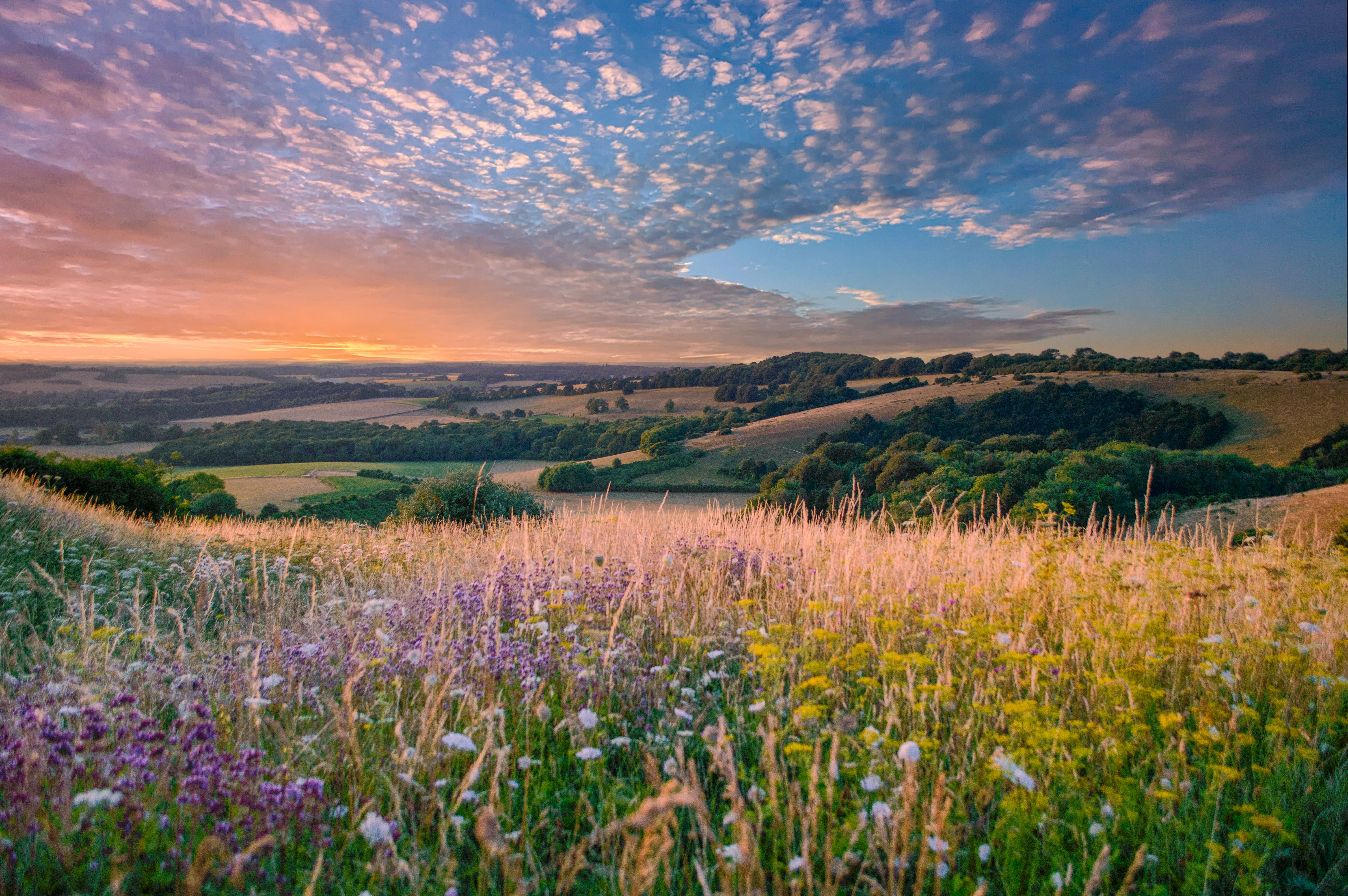 wildflower meadow
