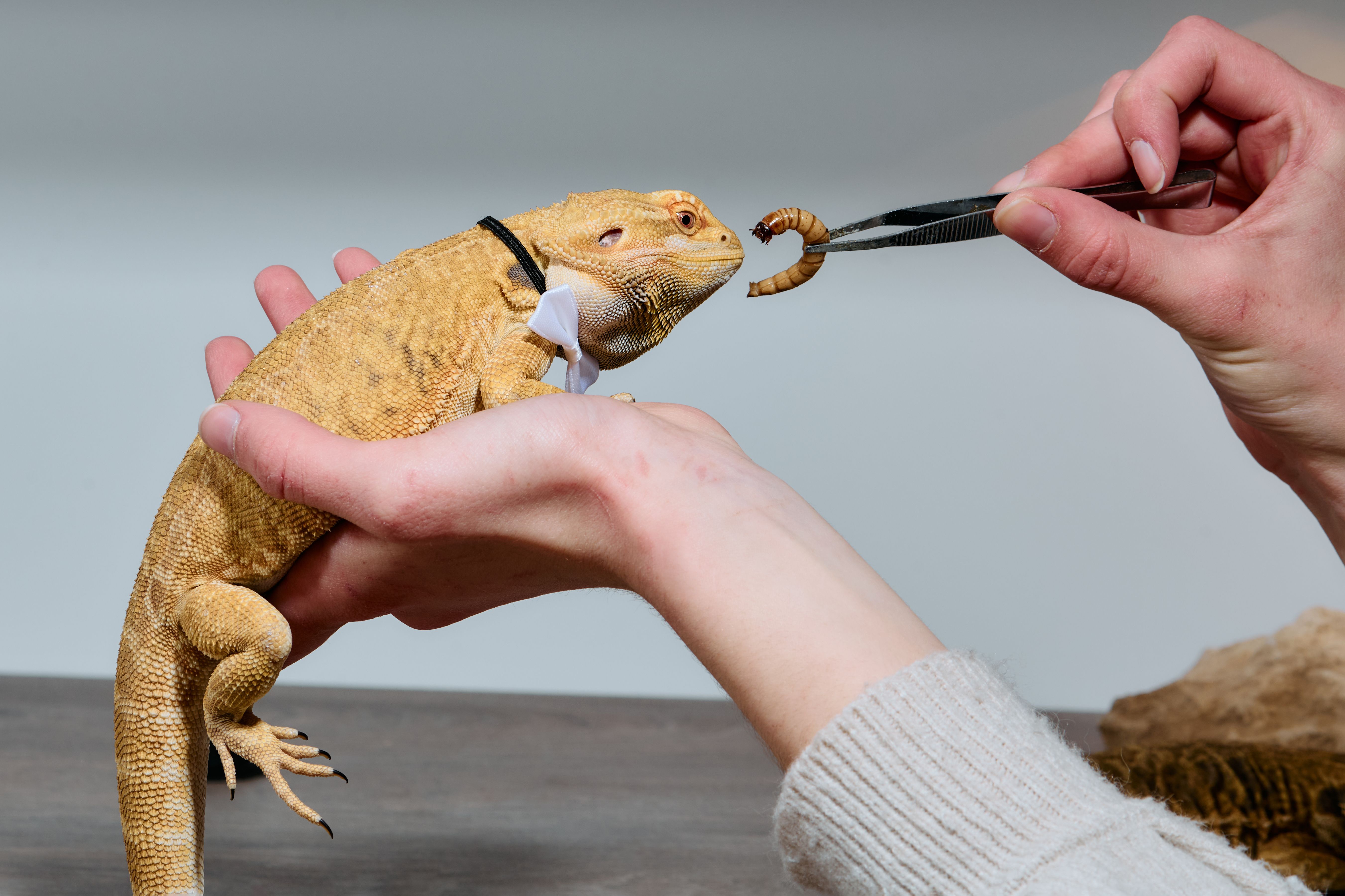 reptile feeding
