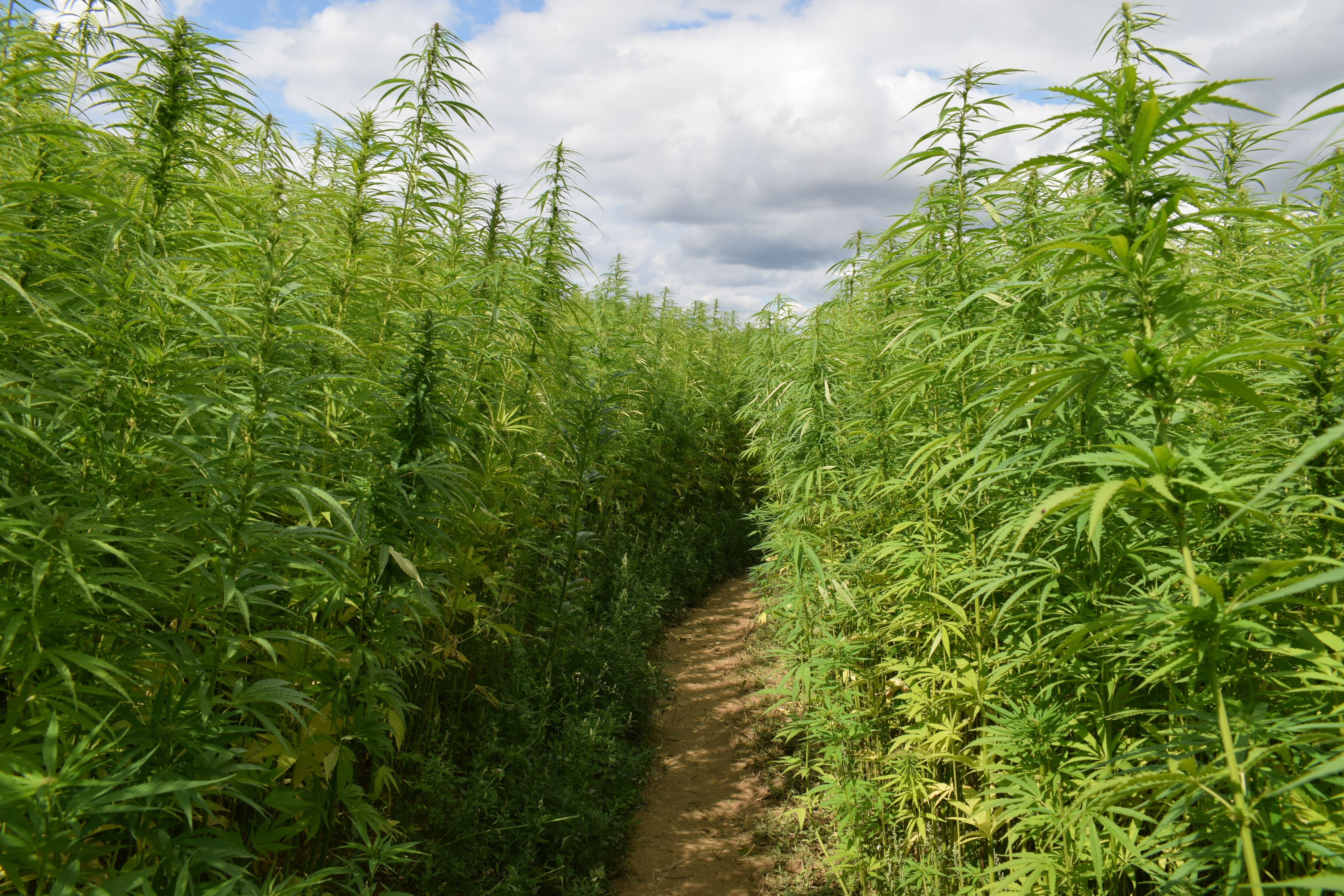 irish hemp field