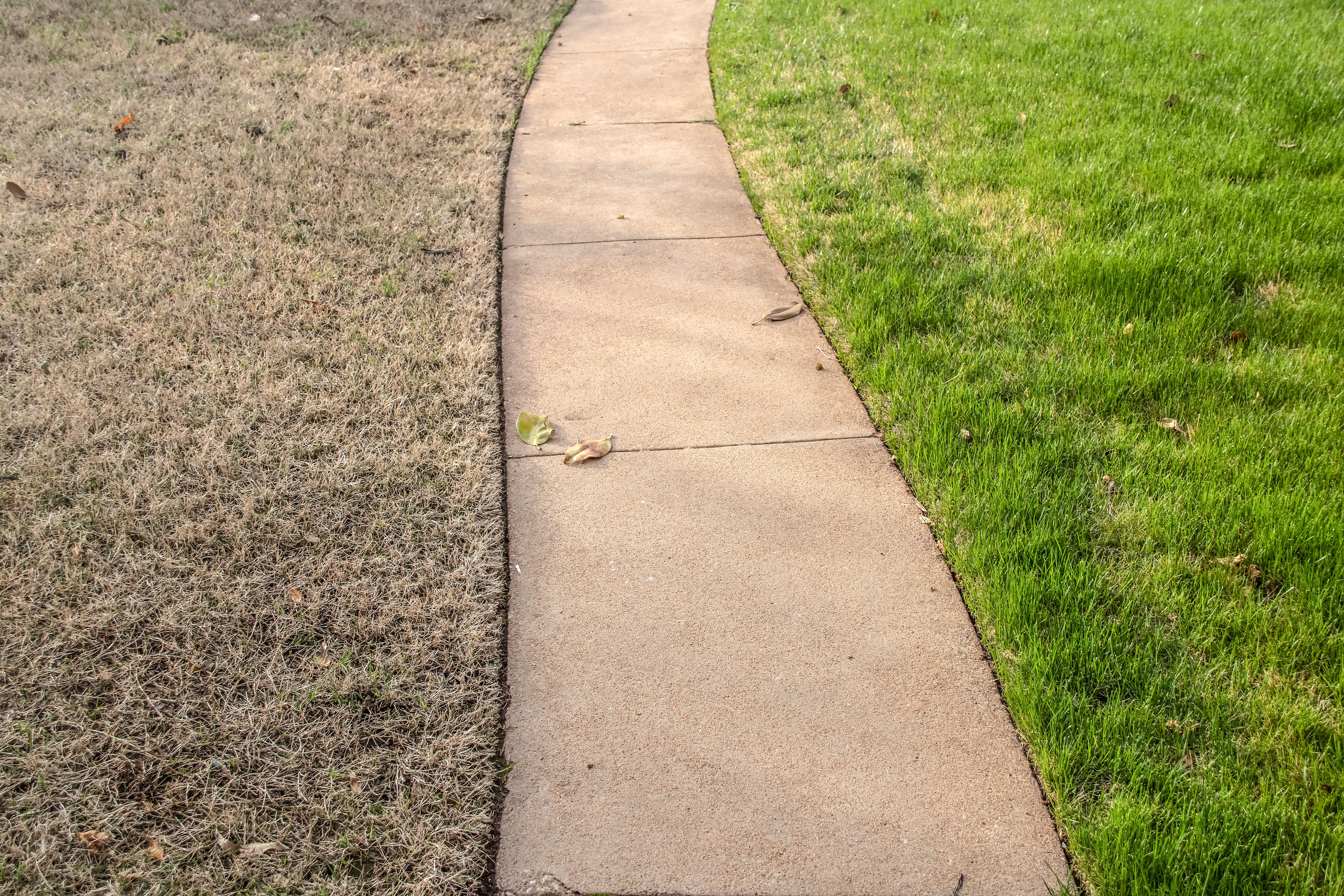 lawn comparison