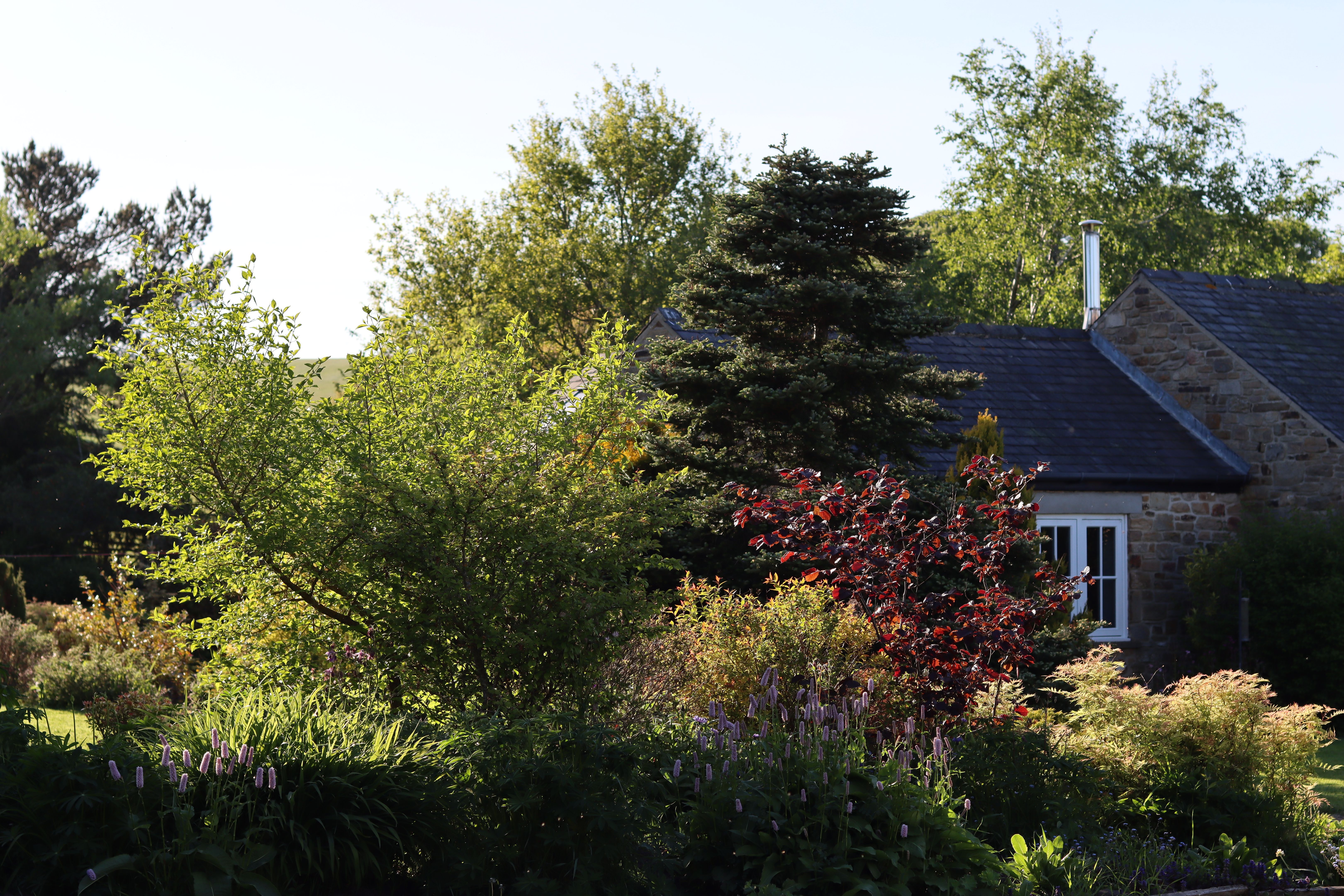 beautiful yard trees