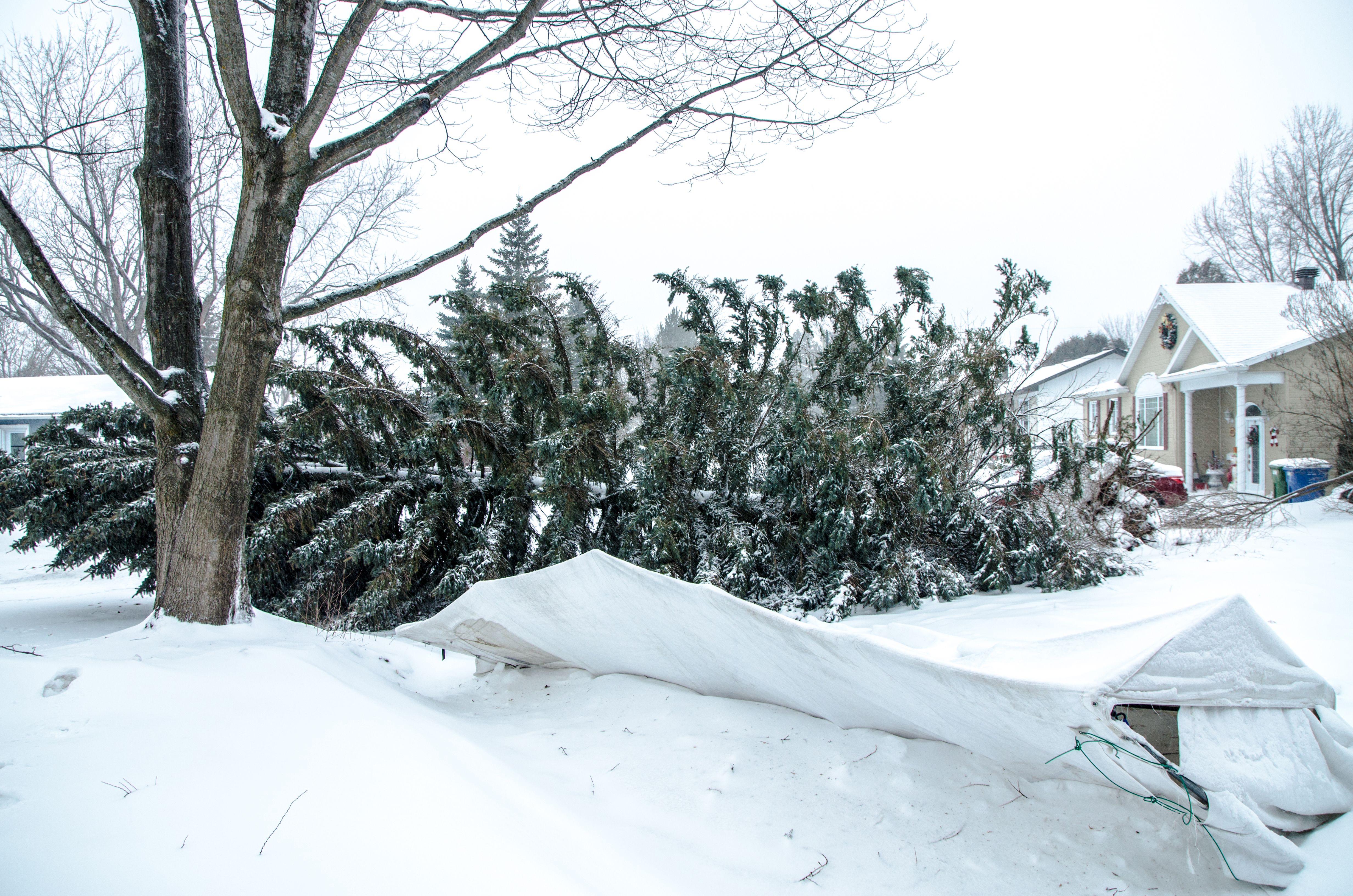 tree protection winter