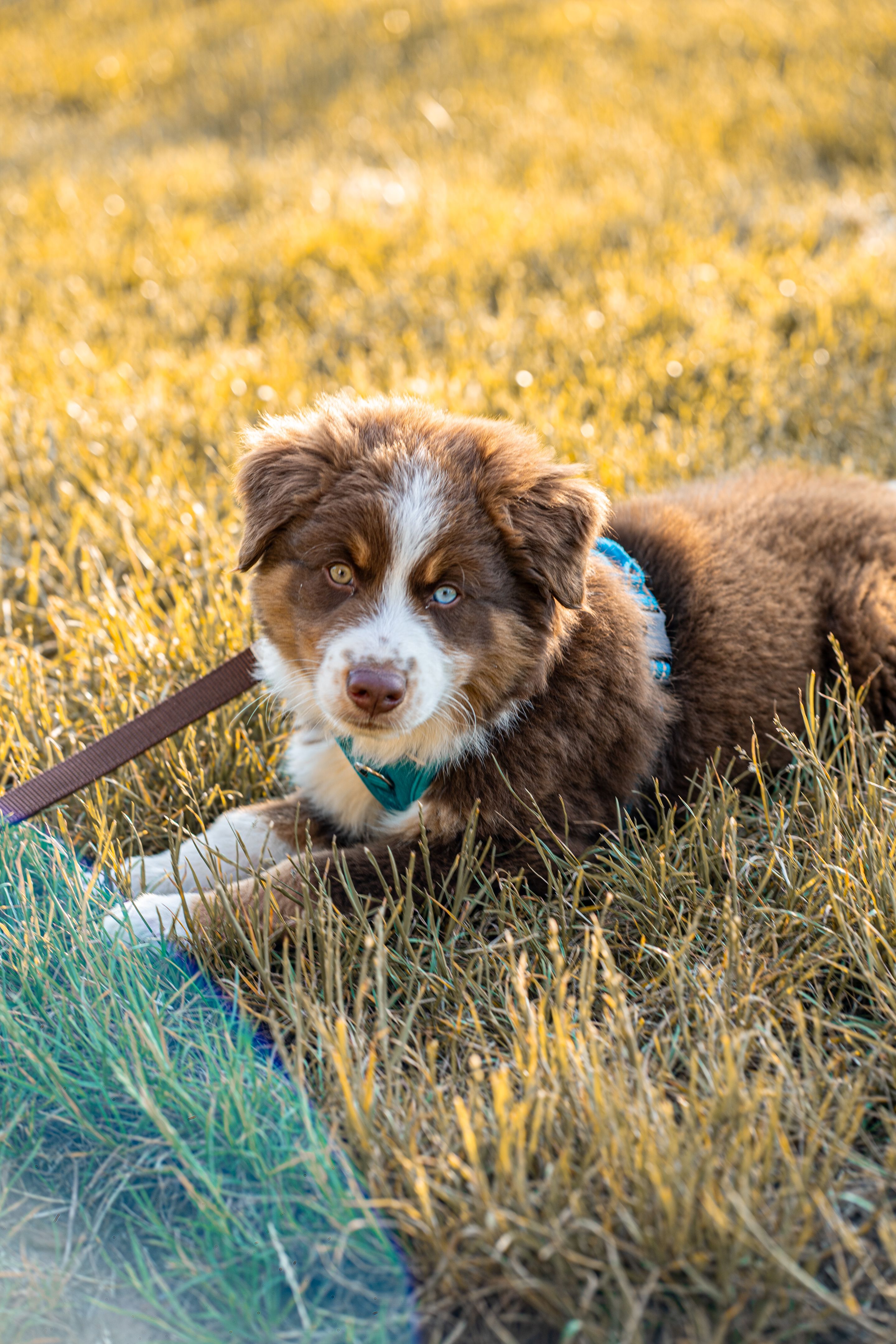 australian shepherd puppy