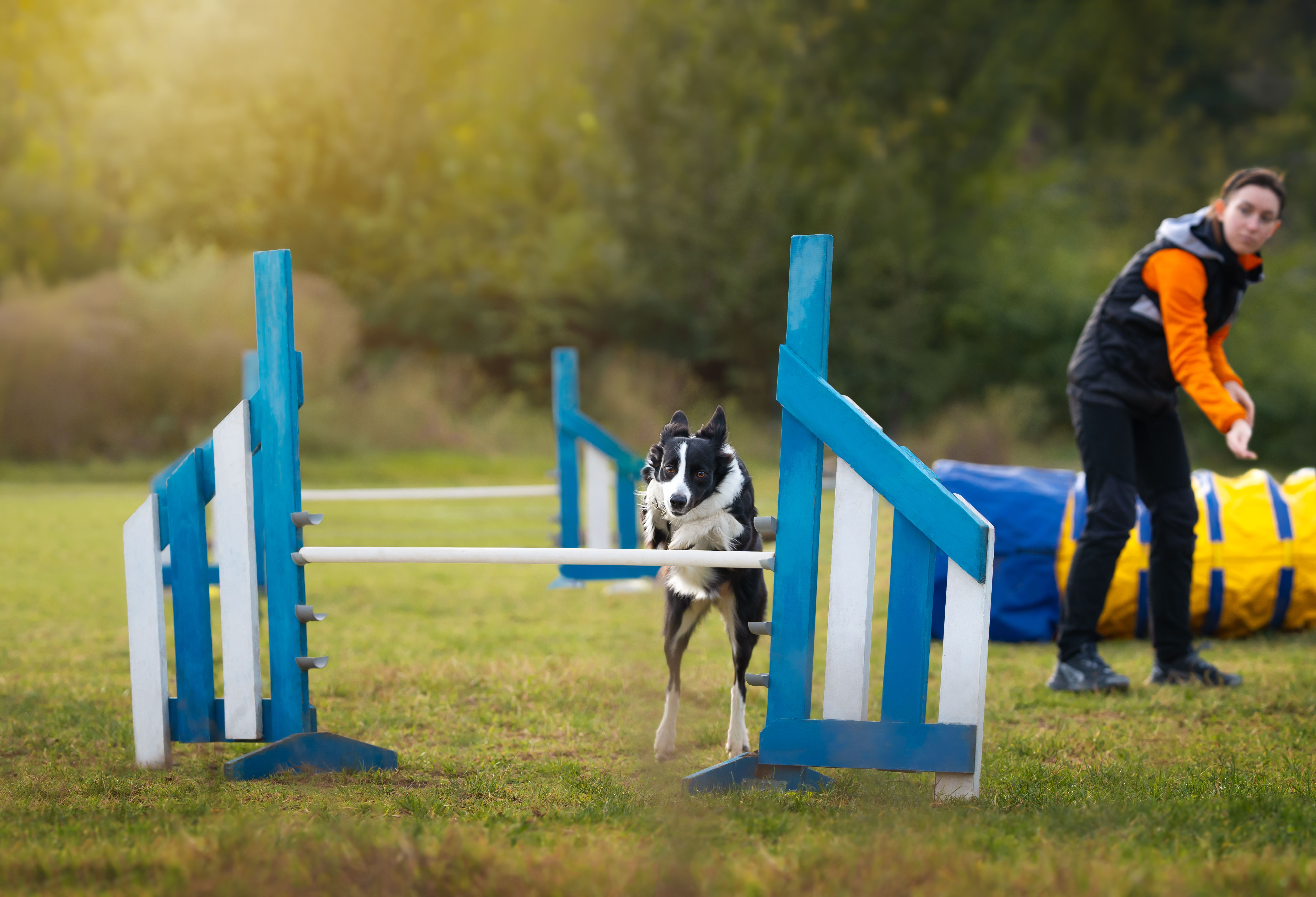 Dog Agility Training with Handler in Action. Dog Agility Training with Handler in Action.