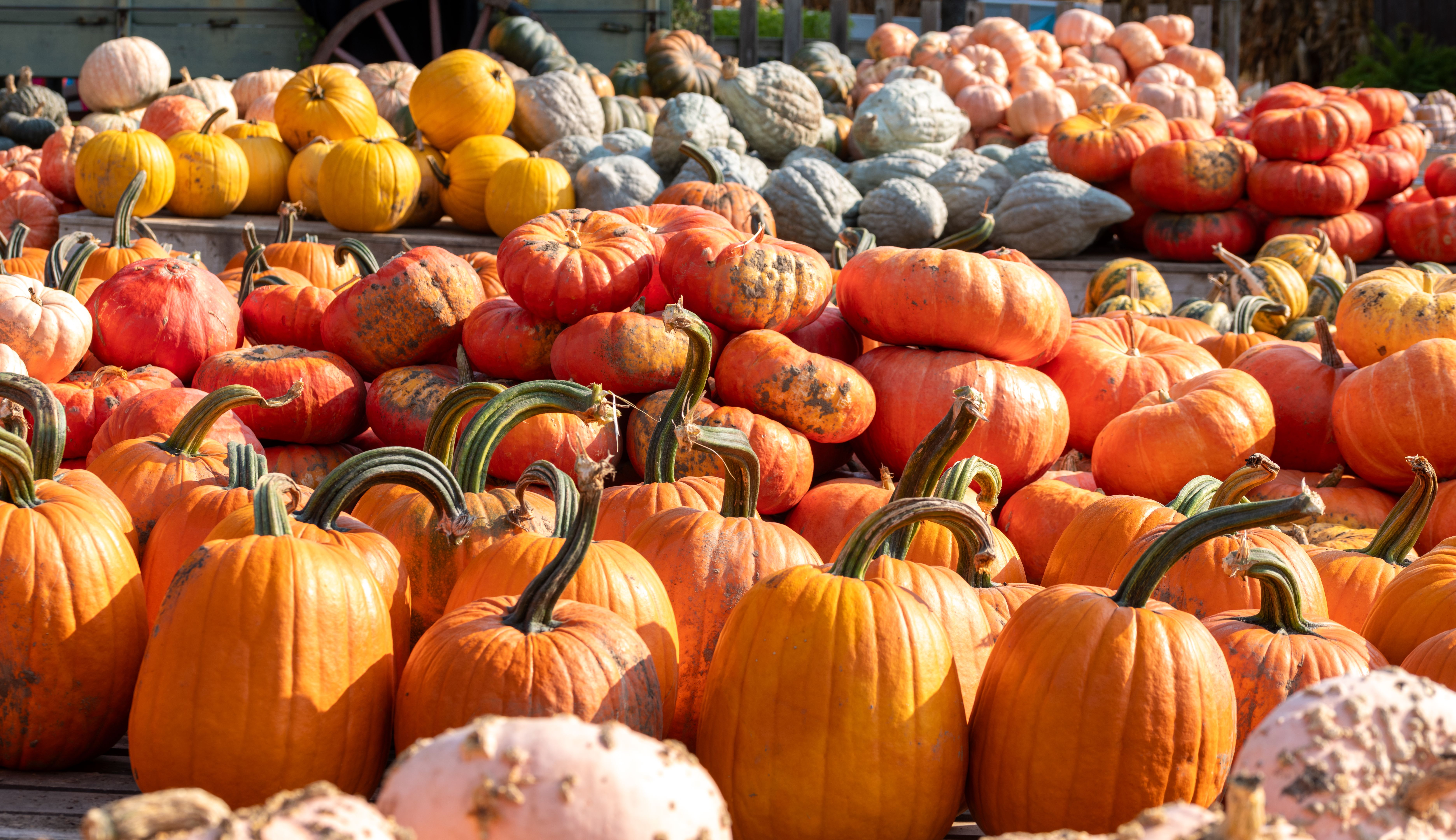pumpkin harvest