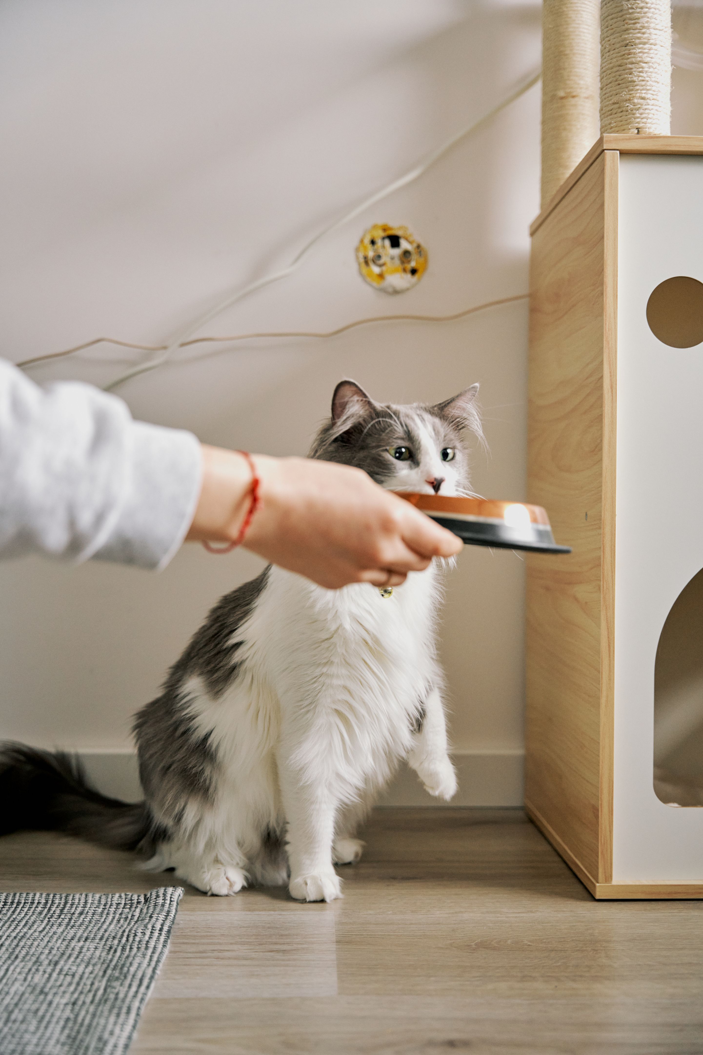 The cat is eating food. The cat is eating food.