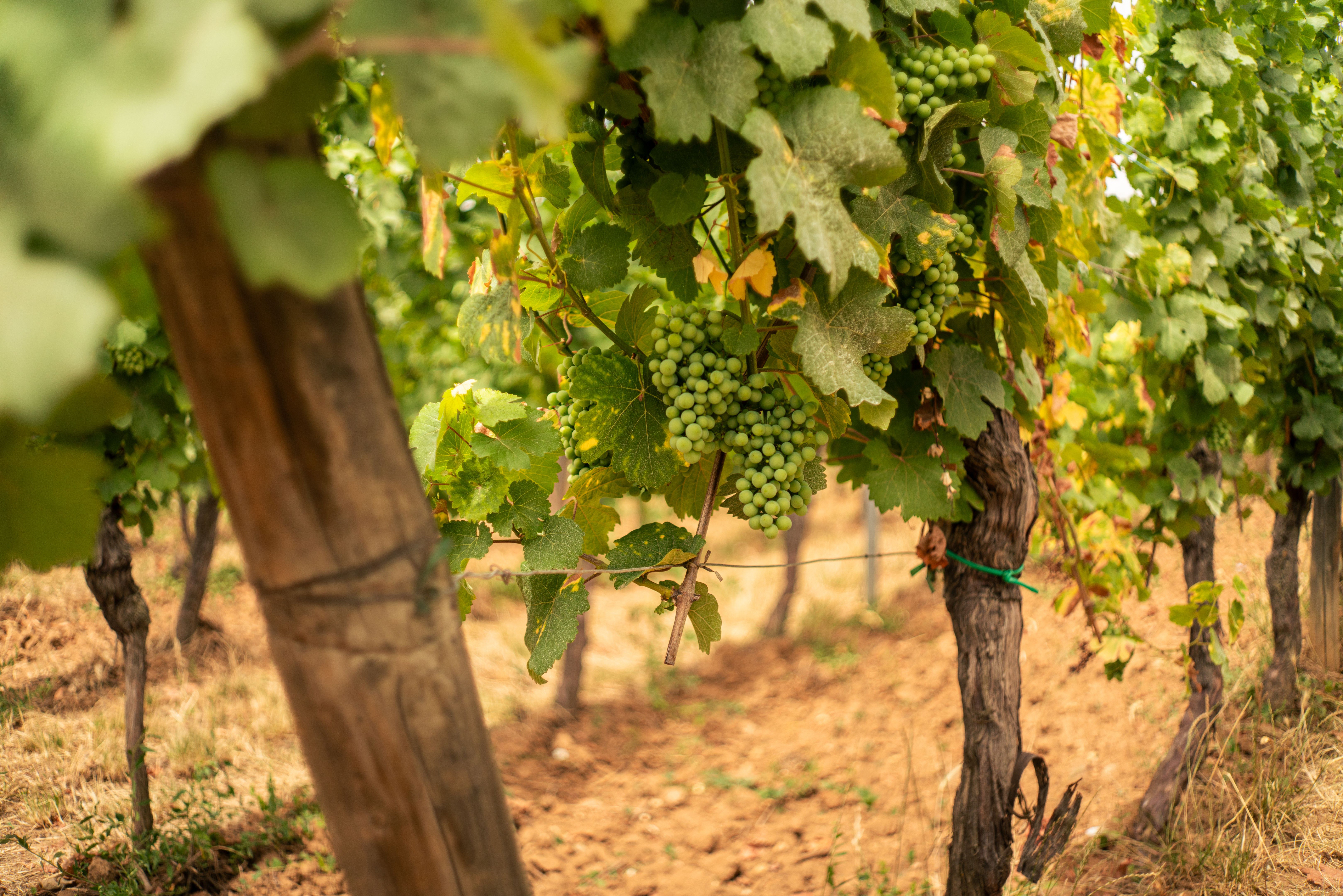 organic vineyard france