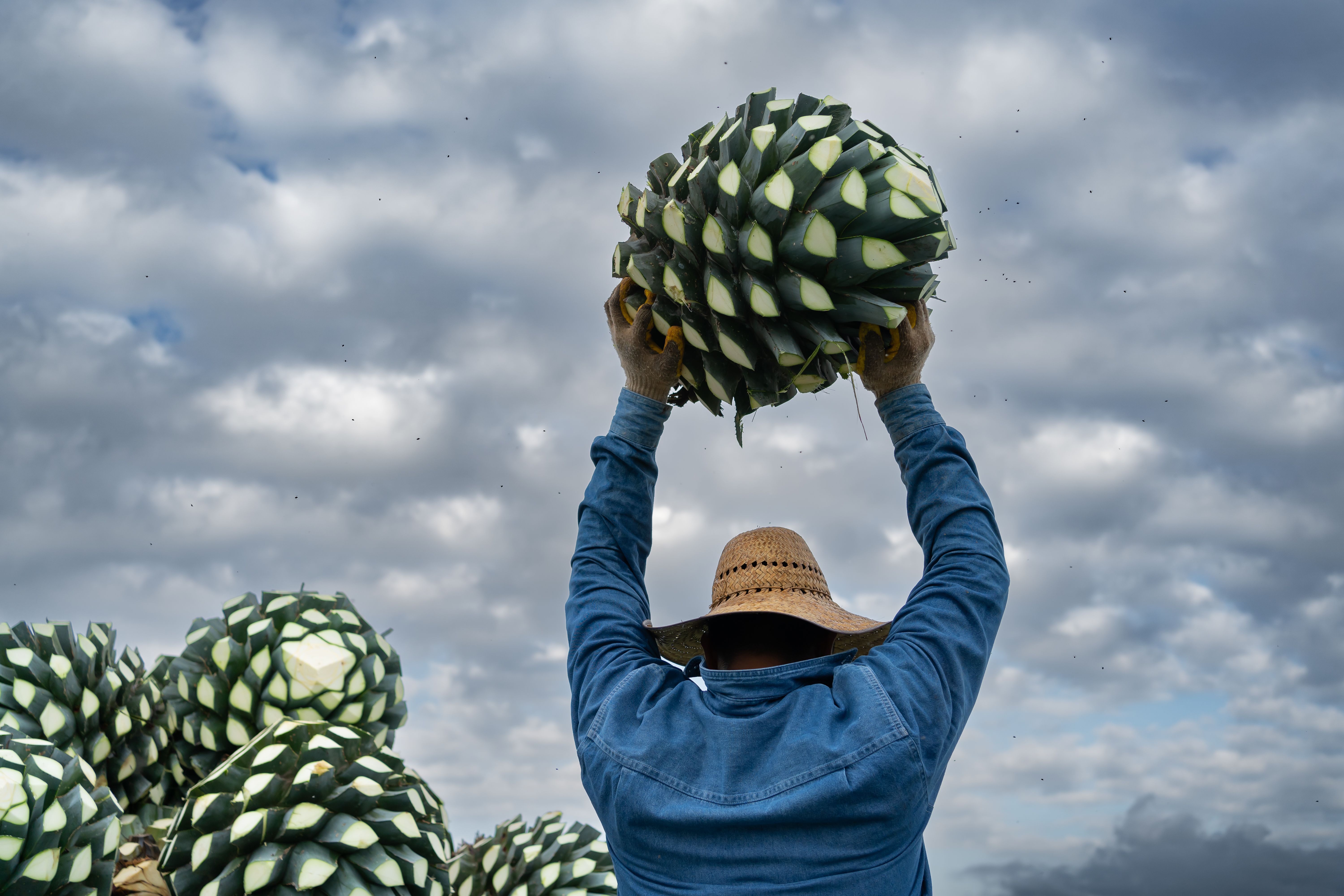 Carrying an agave pineapple.