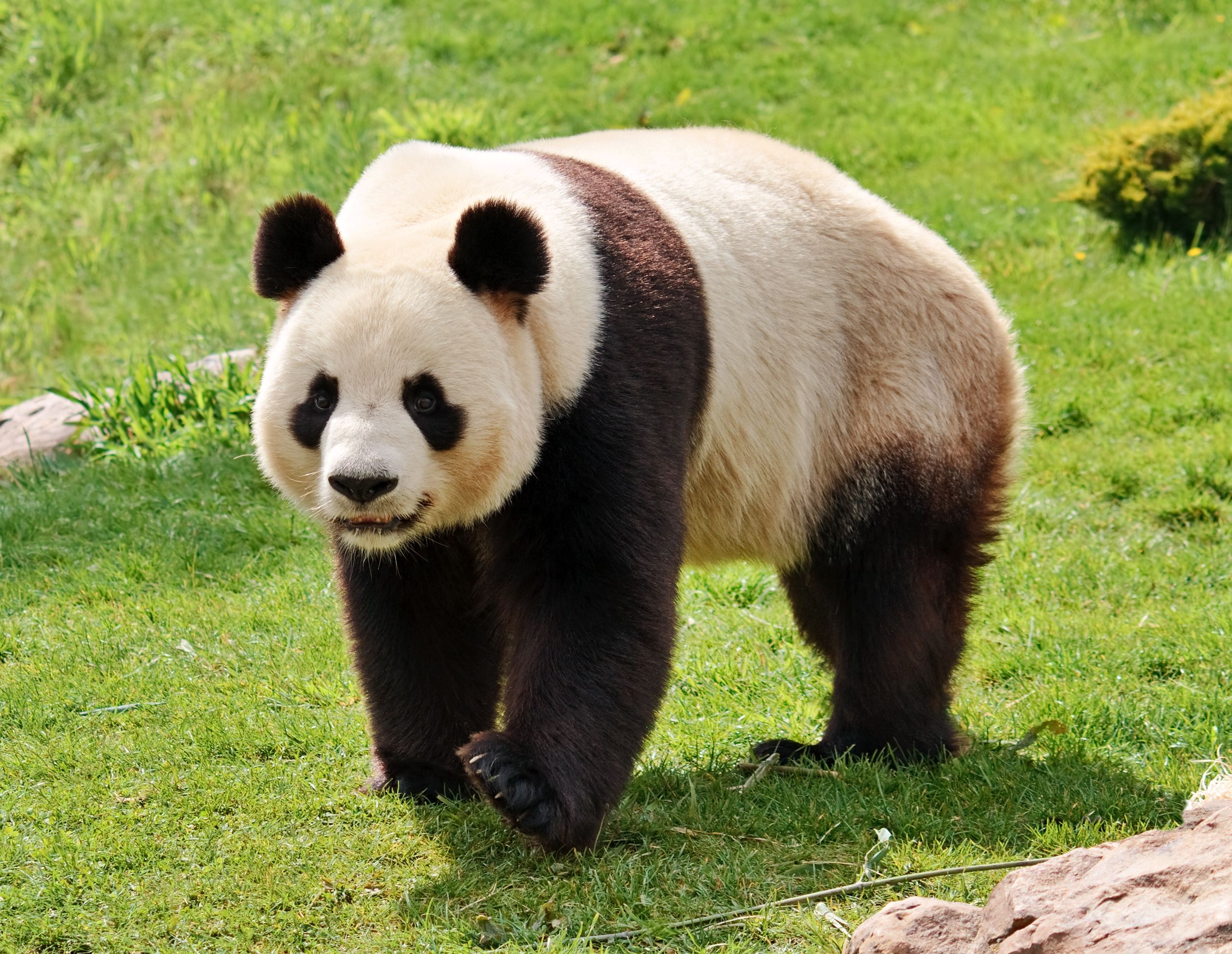 world wildlife fund