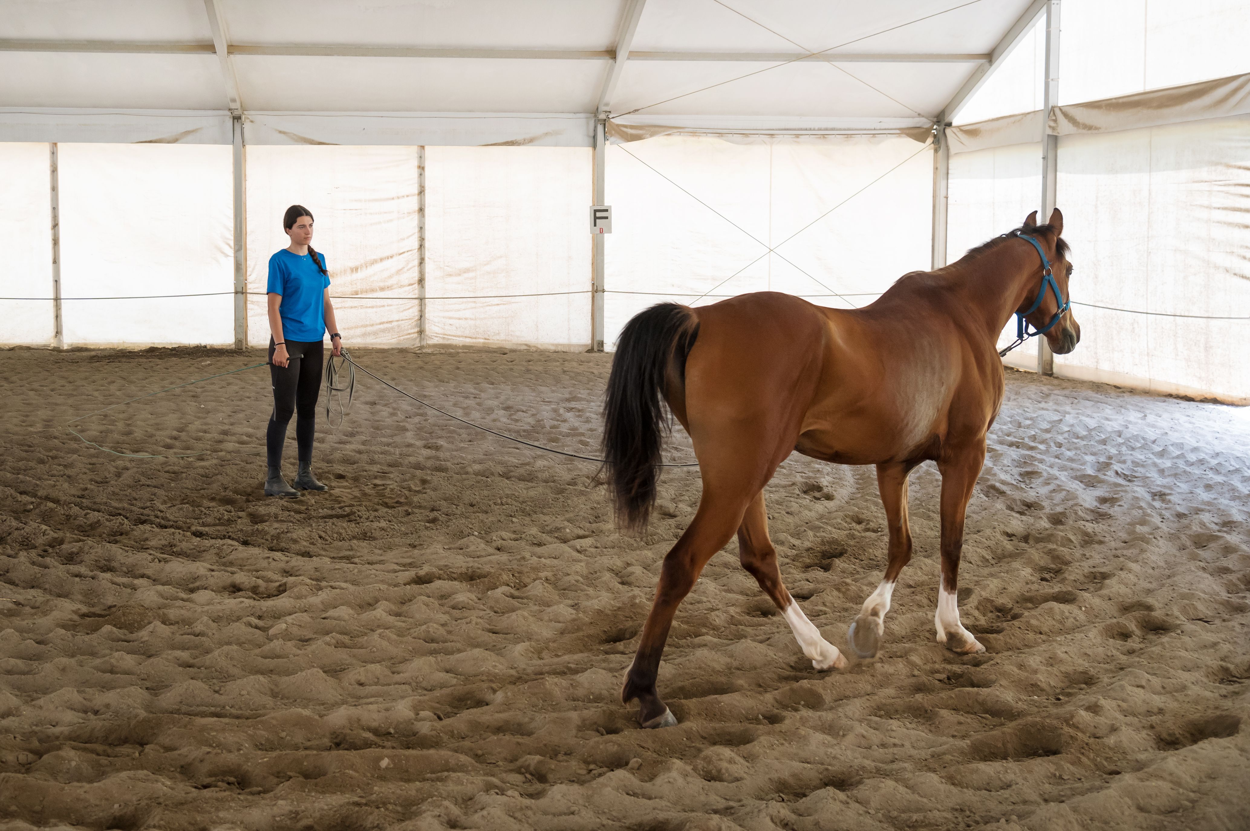 horse gait analysis
